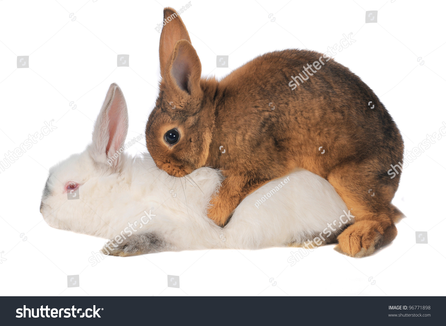 Bunny Rabbit Sex 50