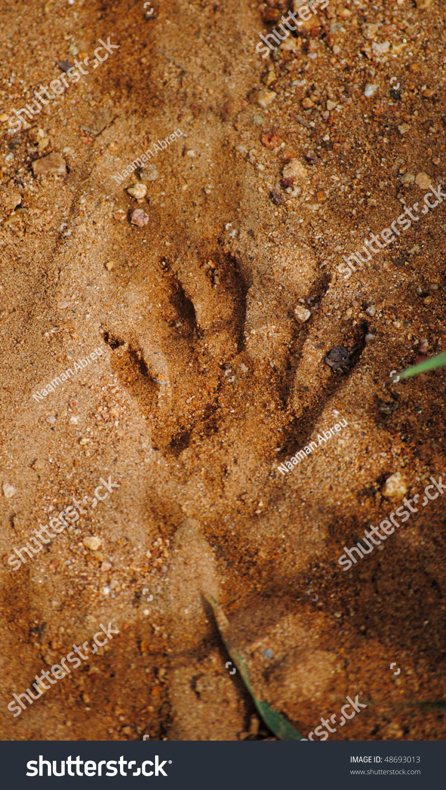 Raccoon Paw Print Stock Photo 48693013 : Shutterstock