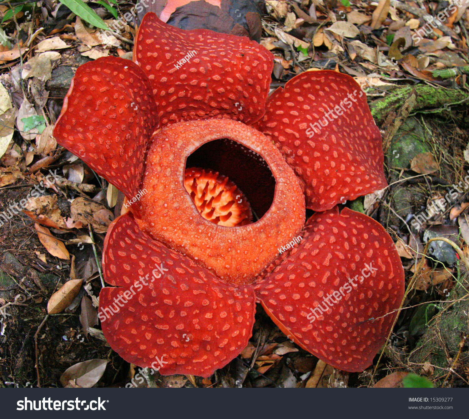 Rafflesia Biggest Flower World Borneo Malaysia Stock Photo 15309277