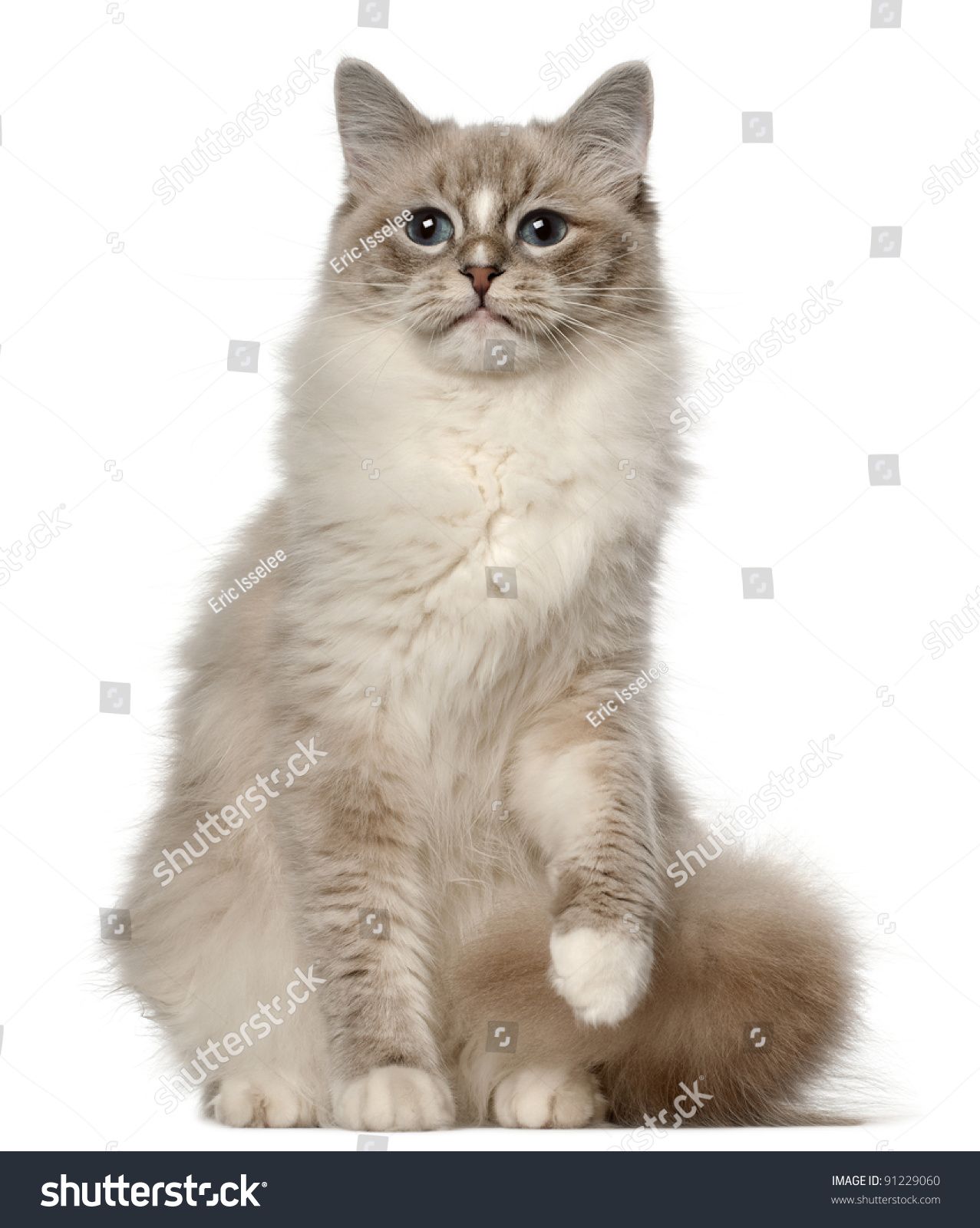 ragdoll 1 year old