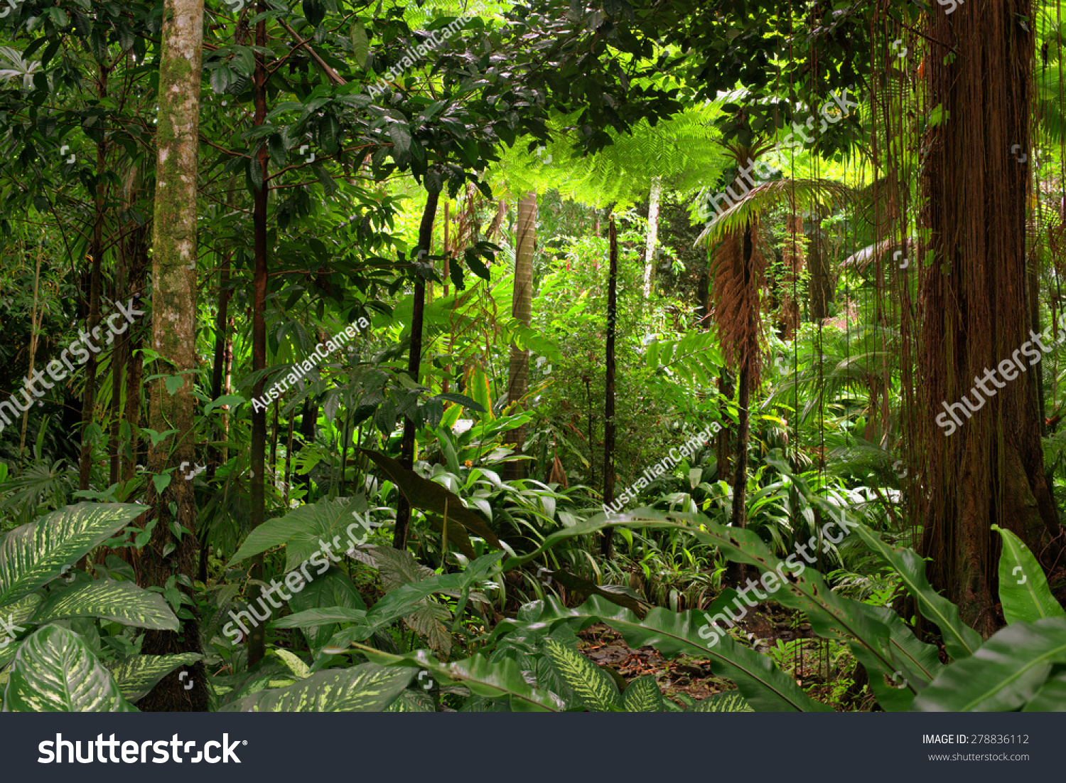 Rainforest, Queensland, Australia Stock Photo 278836112 : Shutterstock