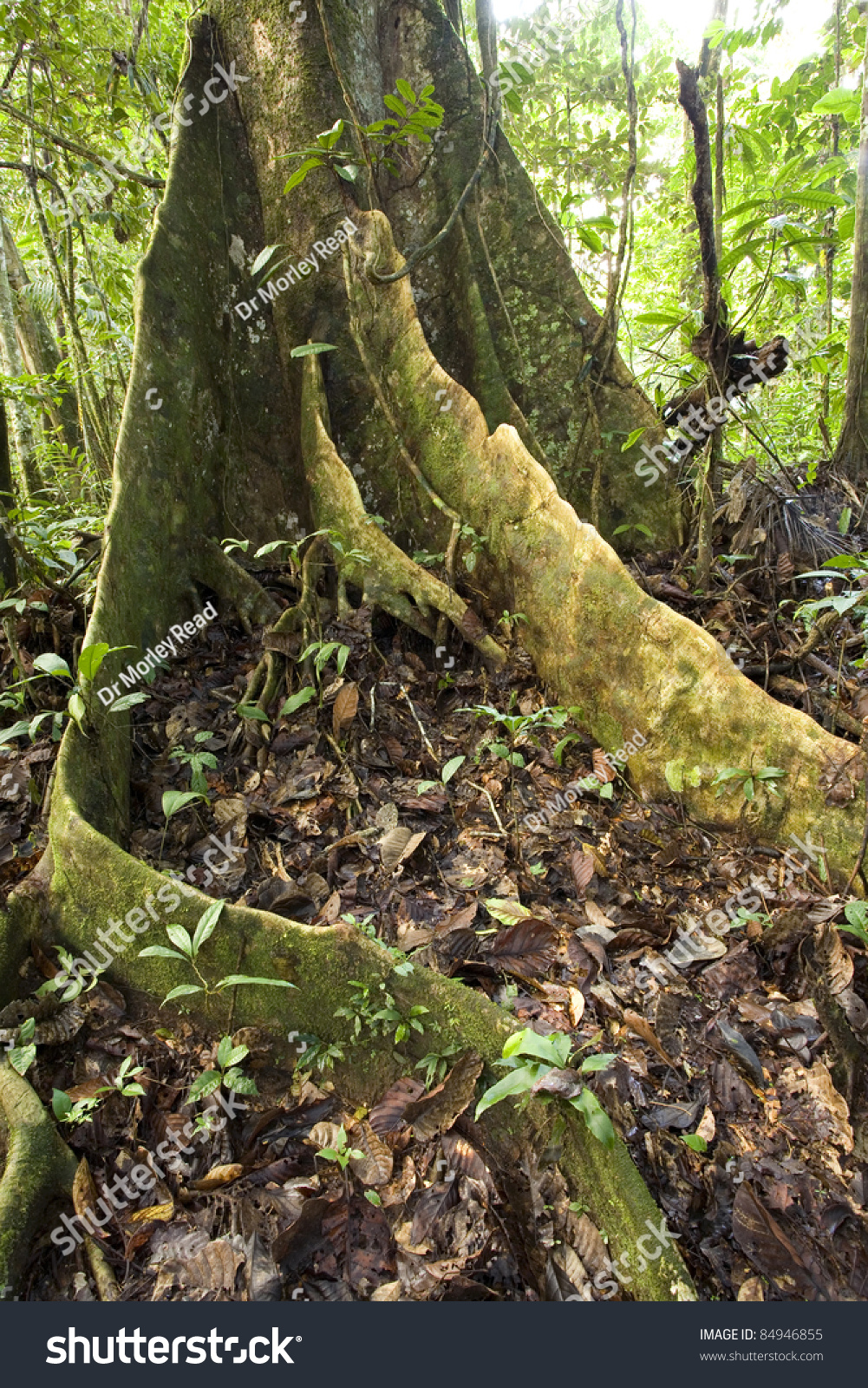 Rainforest Tree With Buttress Roots In The Ecuadorian Amazon Stock 