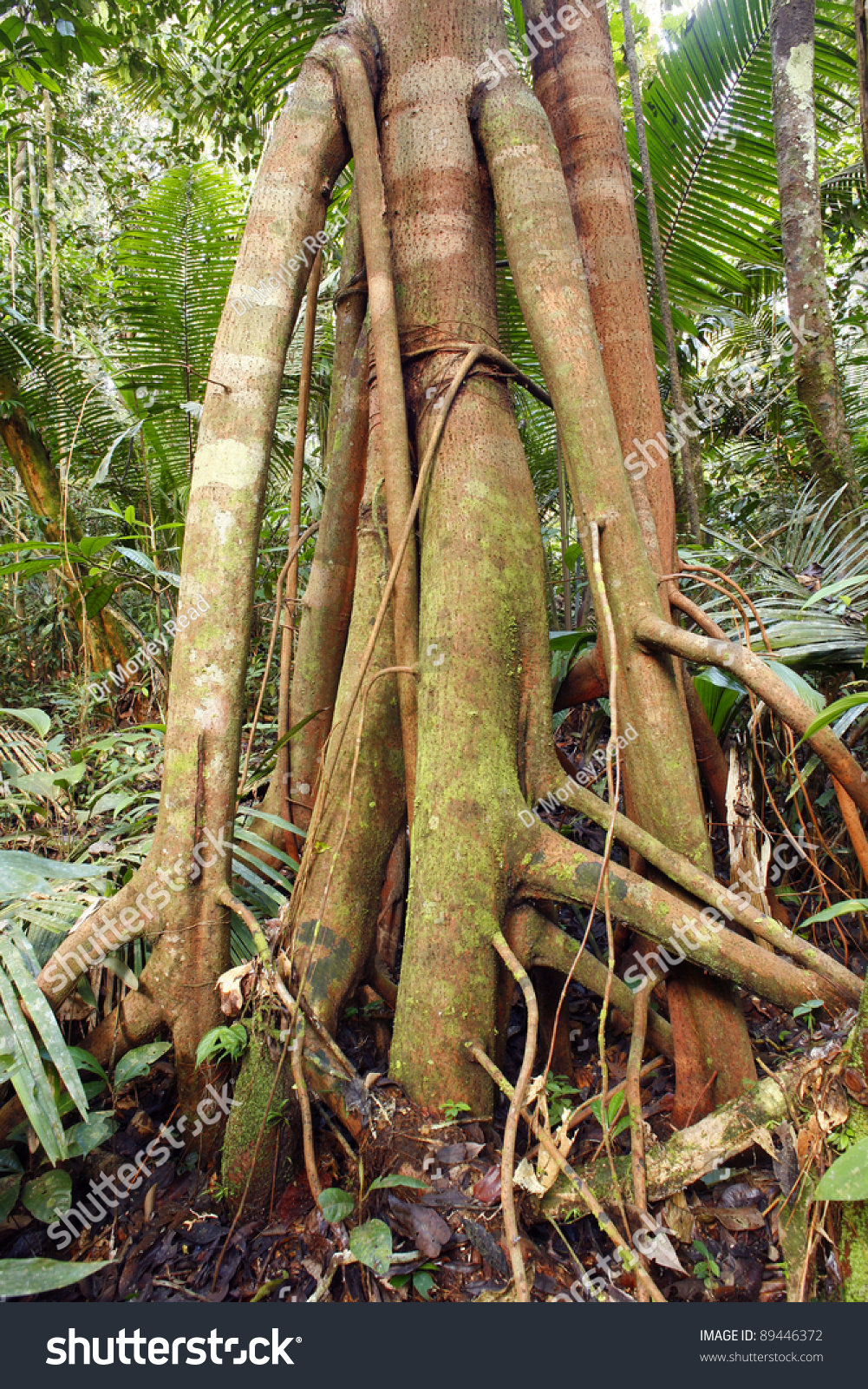 Rainforest Tree With Stilt Roots In The Peruvian Amazon Stock Photo