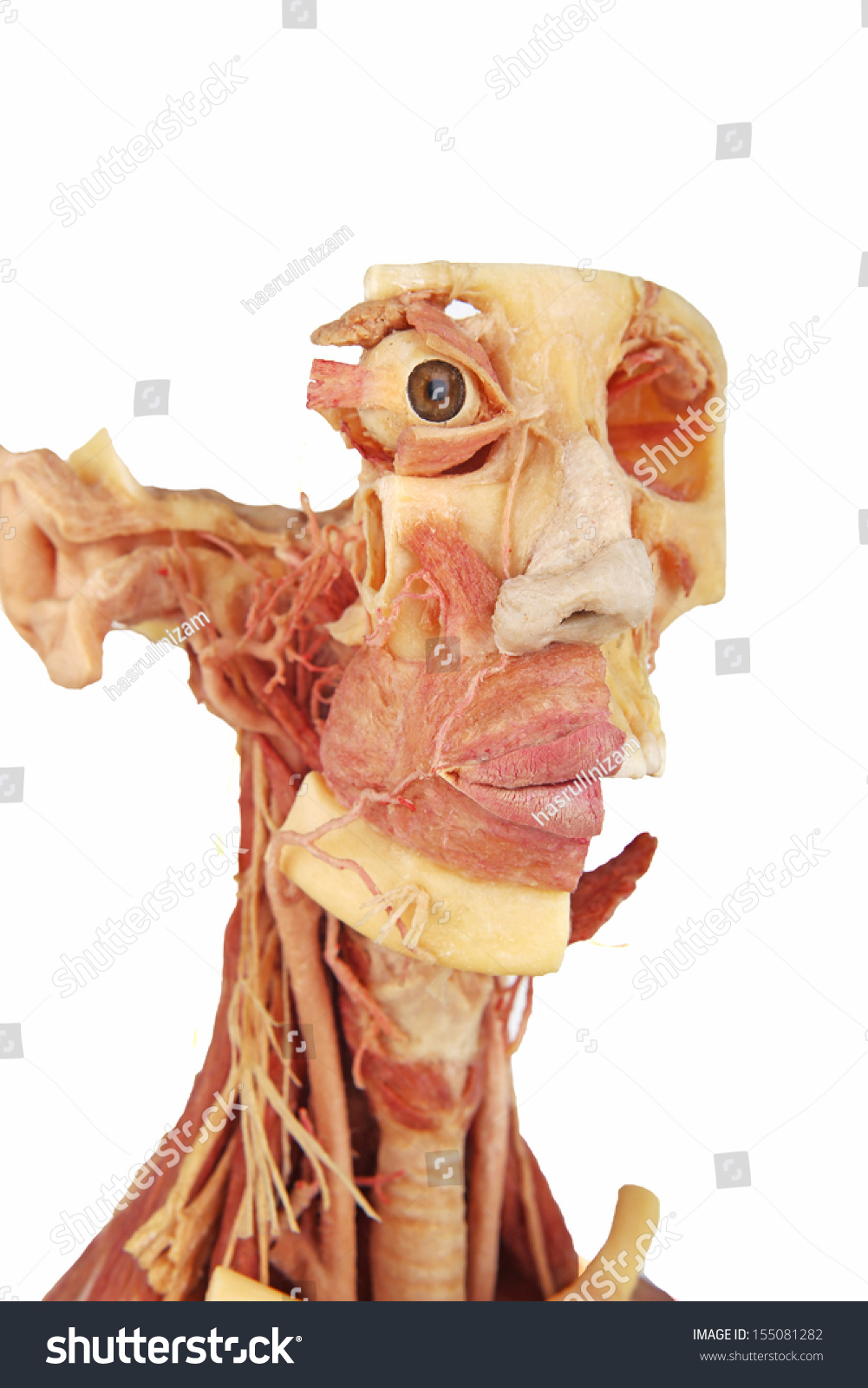 Real Human Face Anatomy Stock Photo 155081282 : Shutterstock
