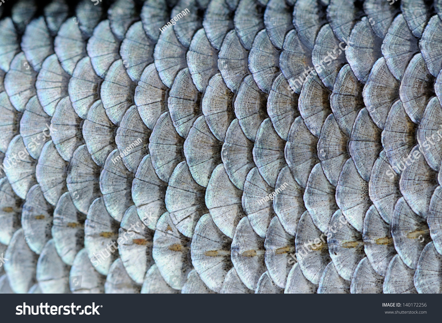 Real Roach Fish Scales Background Stock Photo 140172256 : Shutterstock