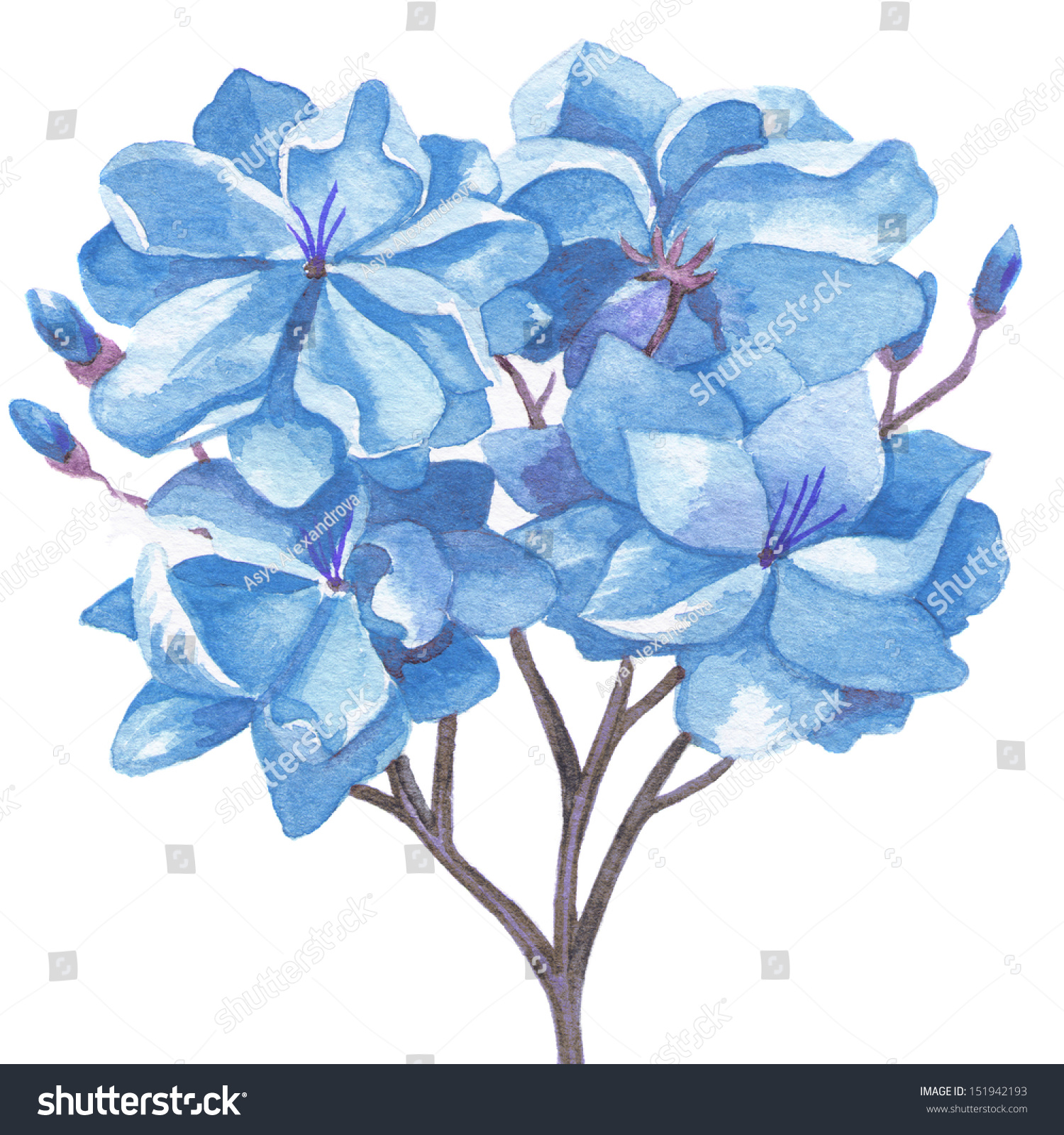 Realistic Watercolor Drawing Blue Flower Isolated Stock Illustration