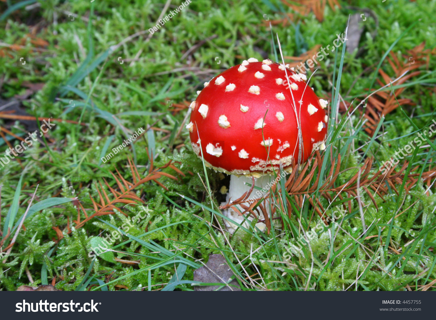 Red And White Spotted Toadstool Stock Photo Shutterstock