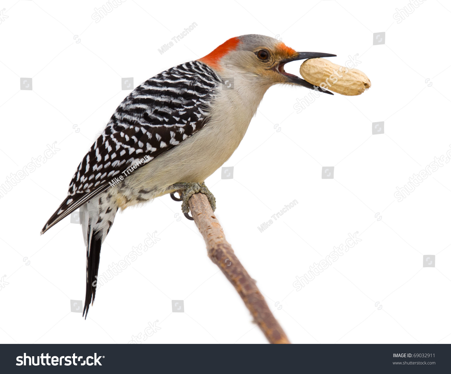 red bellied woodpecker holds a tasty treat in its beak red bellied woodpecker holds a tasty treat in its beak