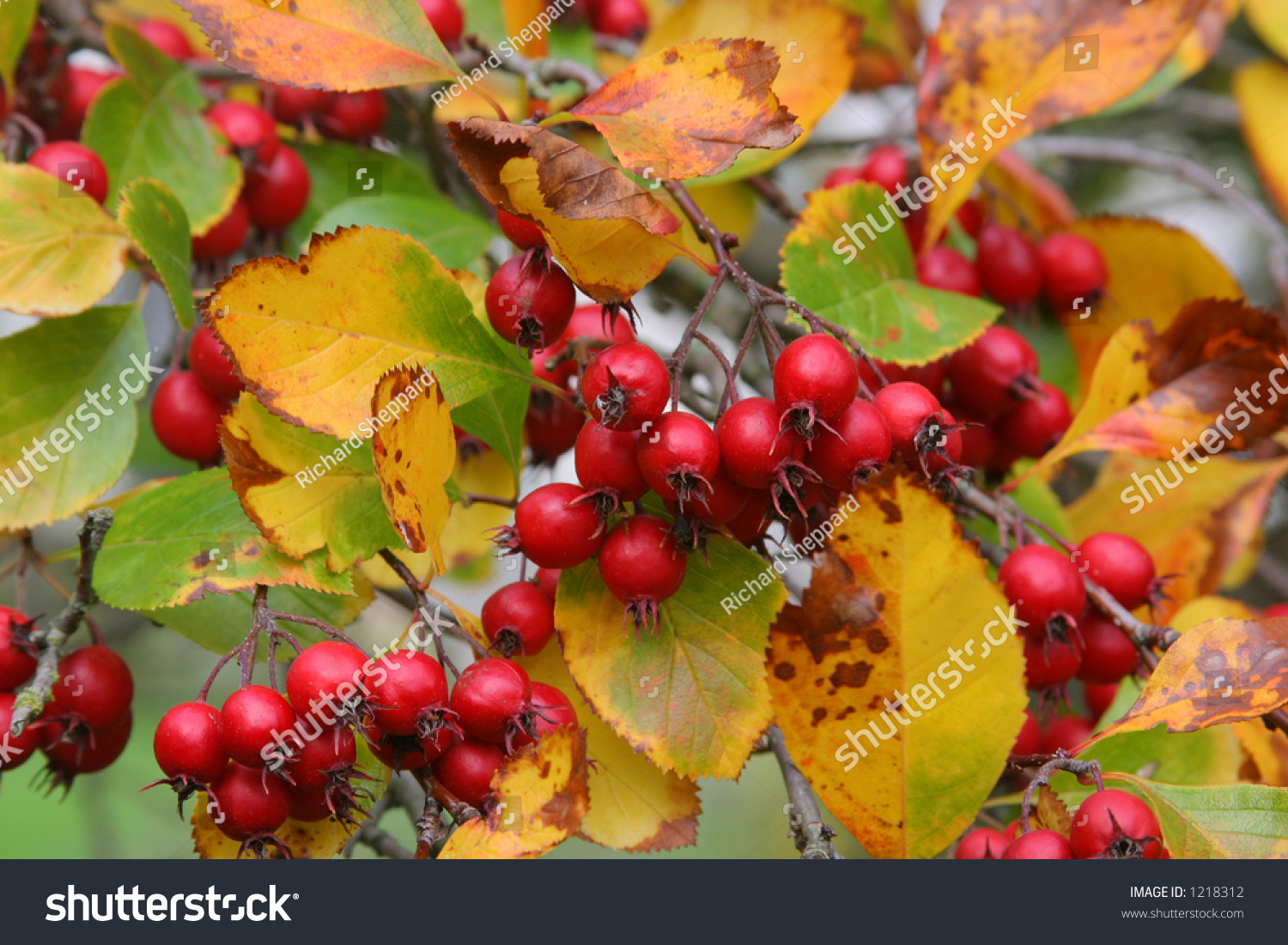 red-berries-on-a-tree-during-autumn-in-england-stock-photo-1218312