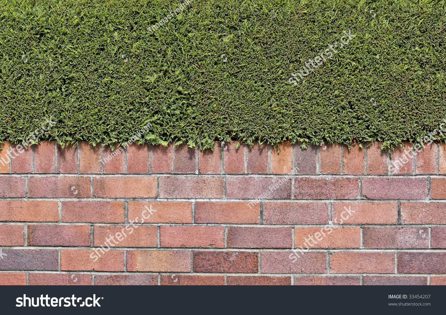 Red Brick Wall With Green Hedge Stock Photo 33454207 Shutterstock