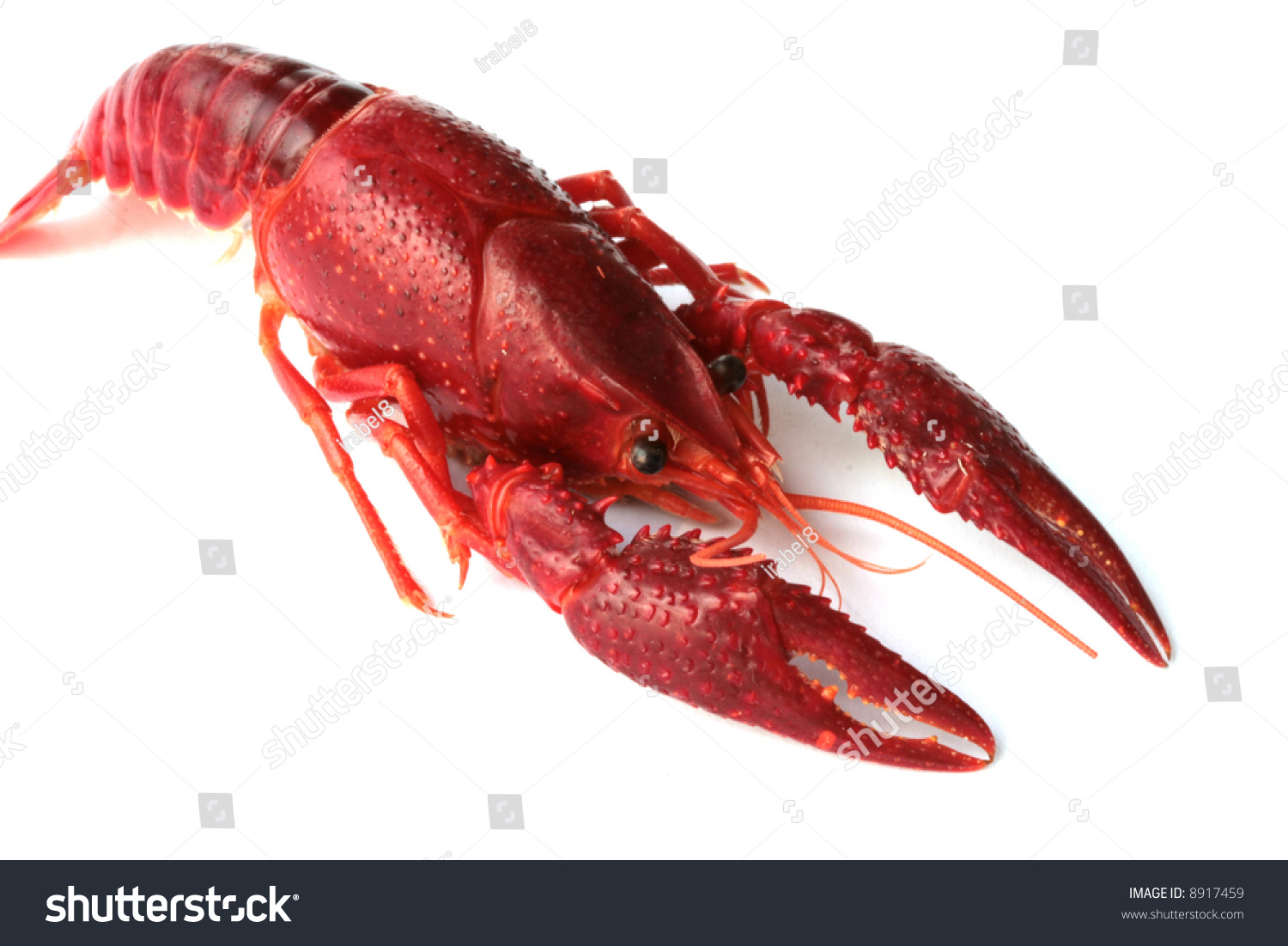 Red Crawfish On White Background Stock Photo 8917459 - Shutterstock
