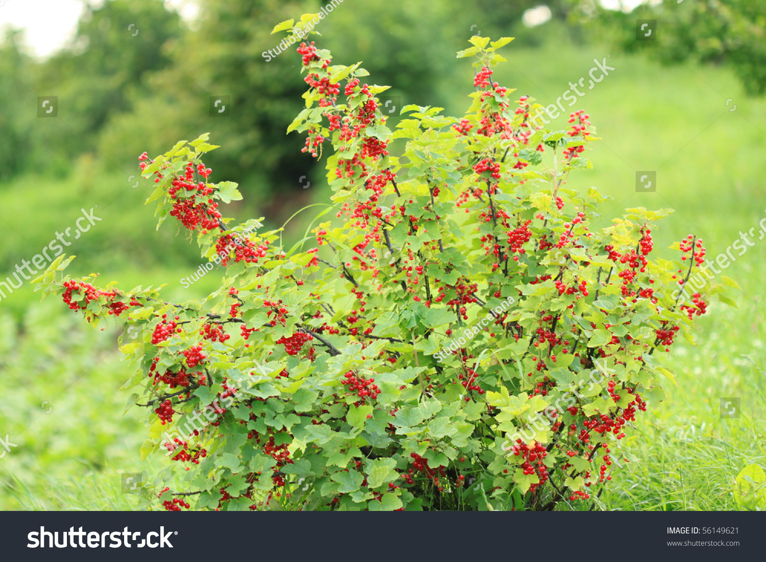Why does the currant turn yellow Why do the leaves turn yellow at the currant Why does the currant turn yellow Why do the leaves turn yellow at the currant