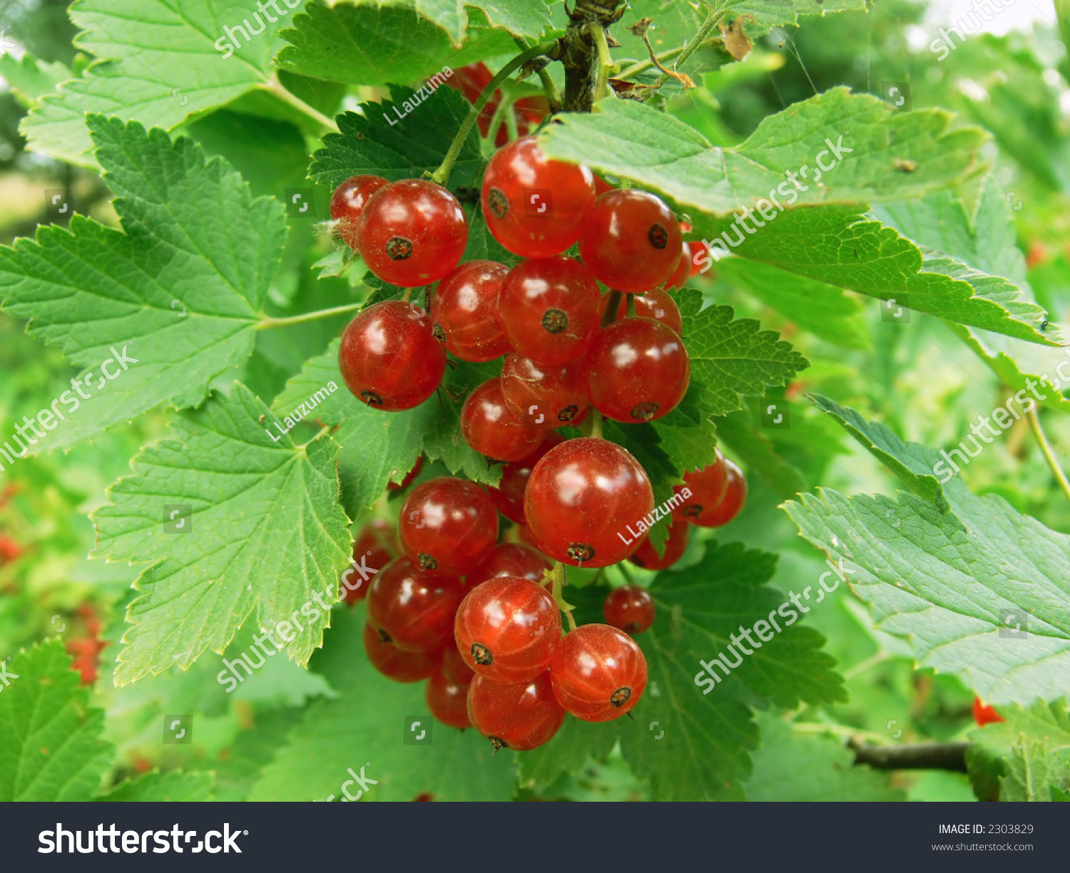 red-currant-small-edible-red-berries-stock-photo-2303829-shutterstock