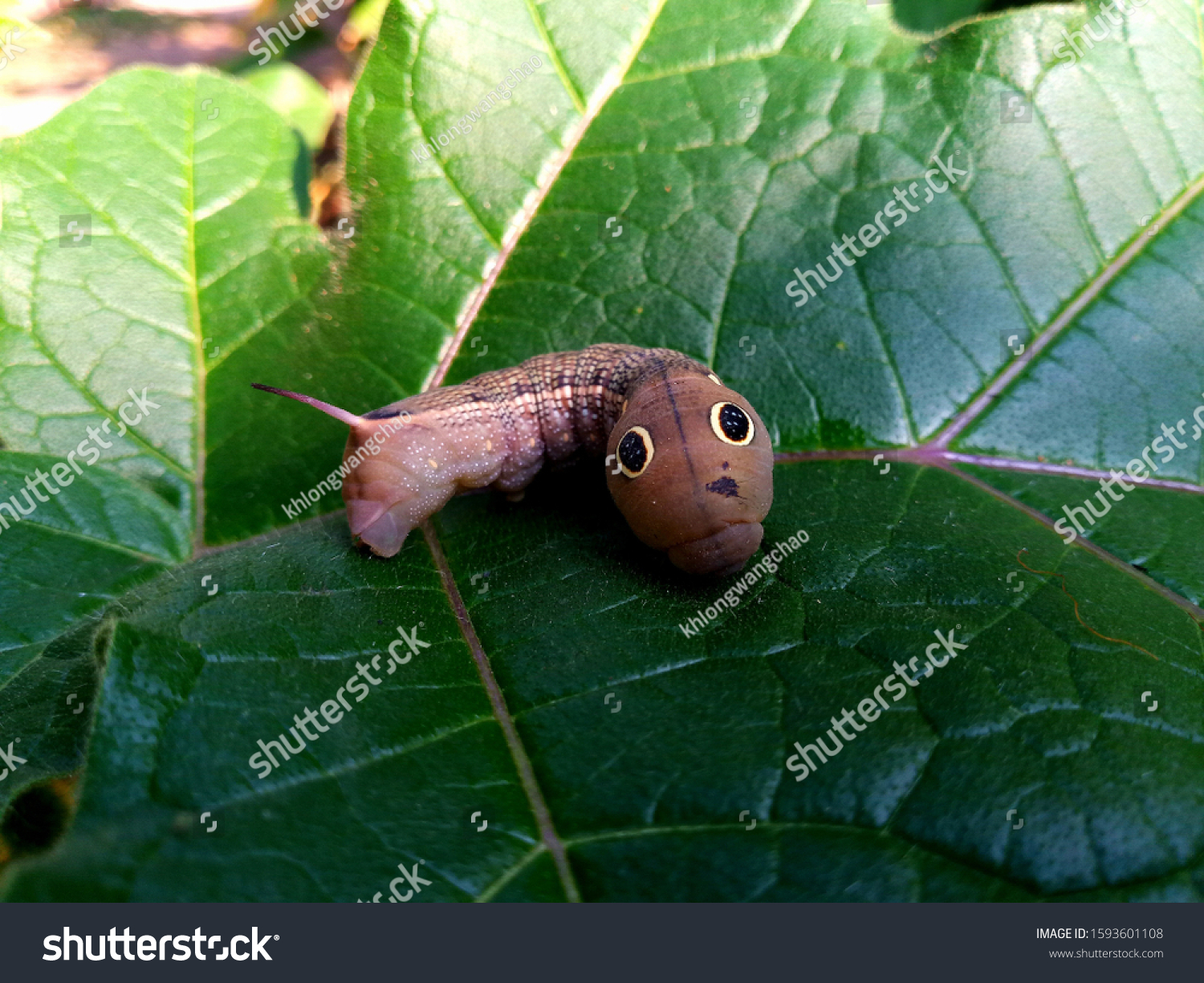 Red Daphnis Nerii Caterpillar Oleander Hawkmoth Stock Photo