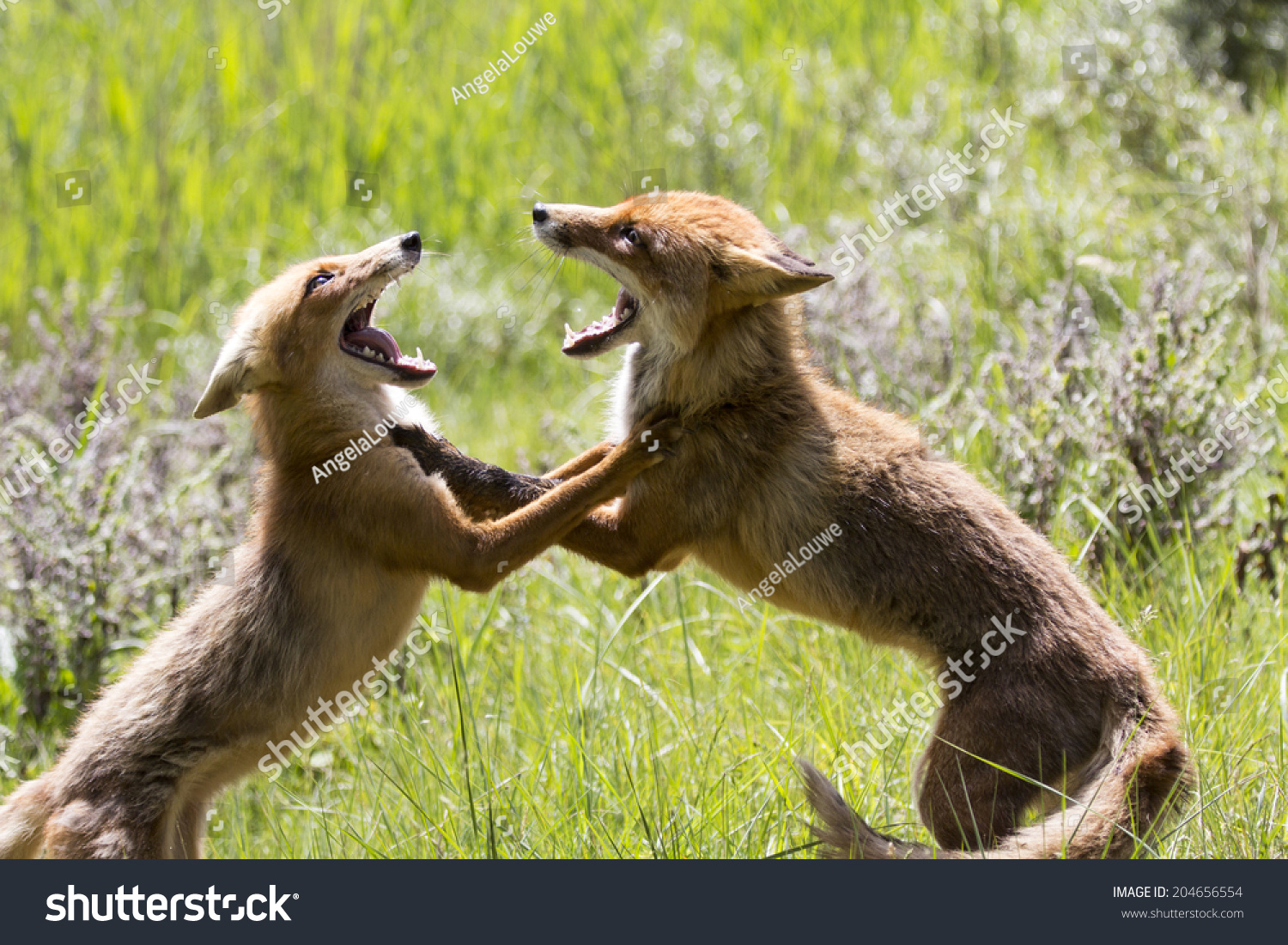 Red Foxes Fighting Stock Photo 204656554 Shutterstock