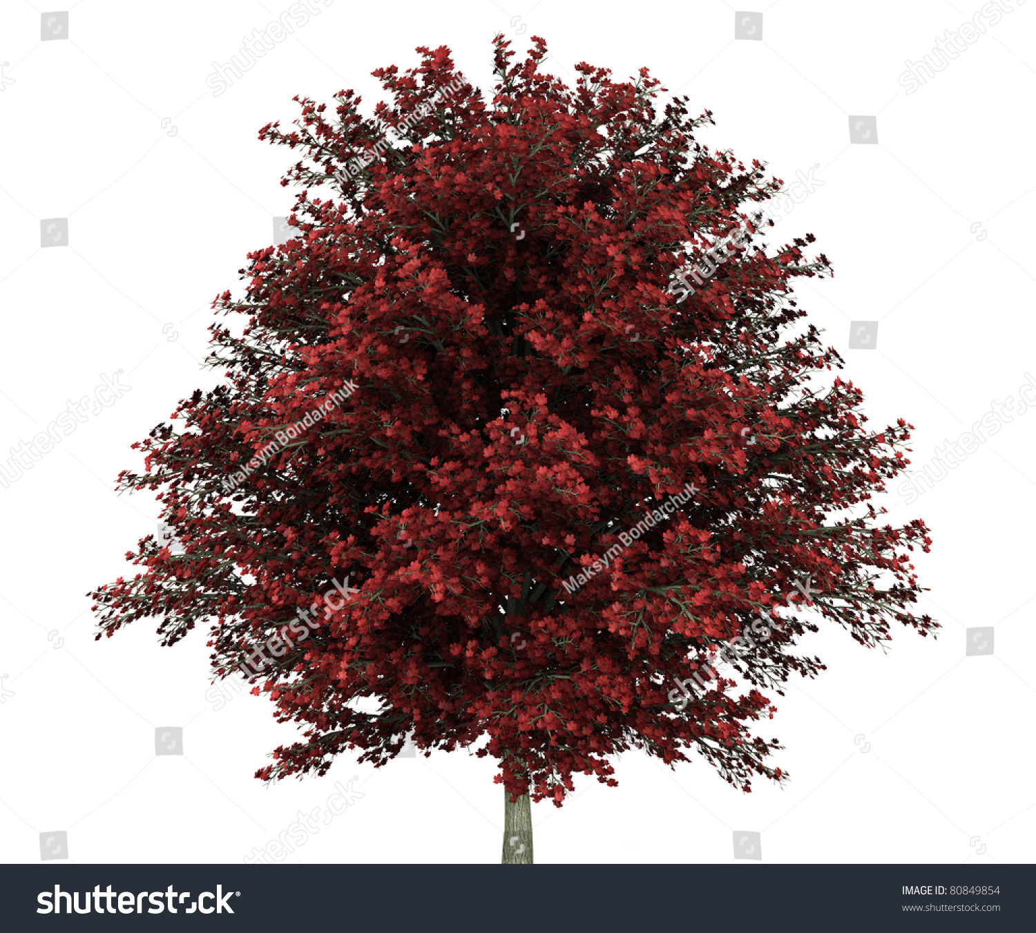 Red Maple Tree Isolated On White Background Stock Photo 80849854