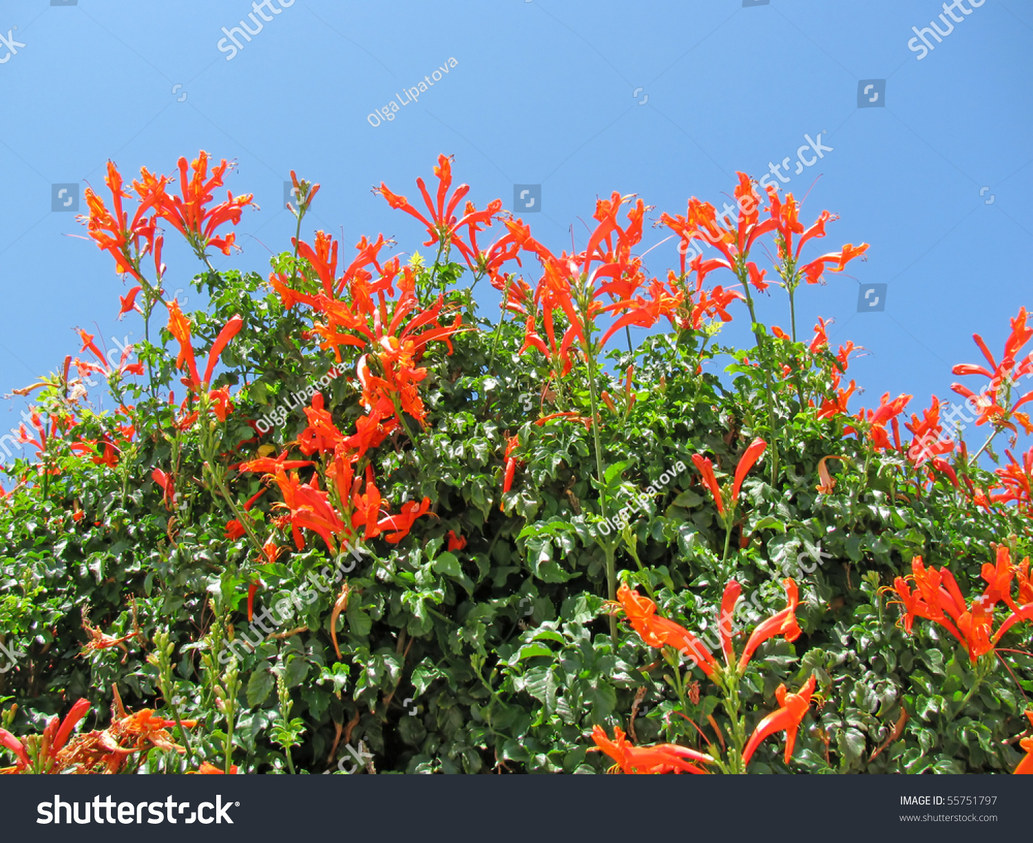 The Aspiring Gardener Mexican Orange A Great Small Evergreen Shrub