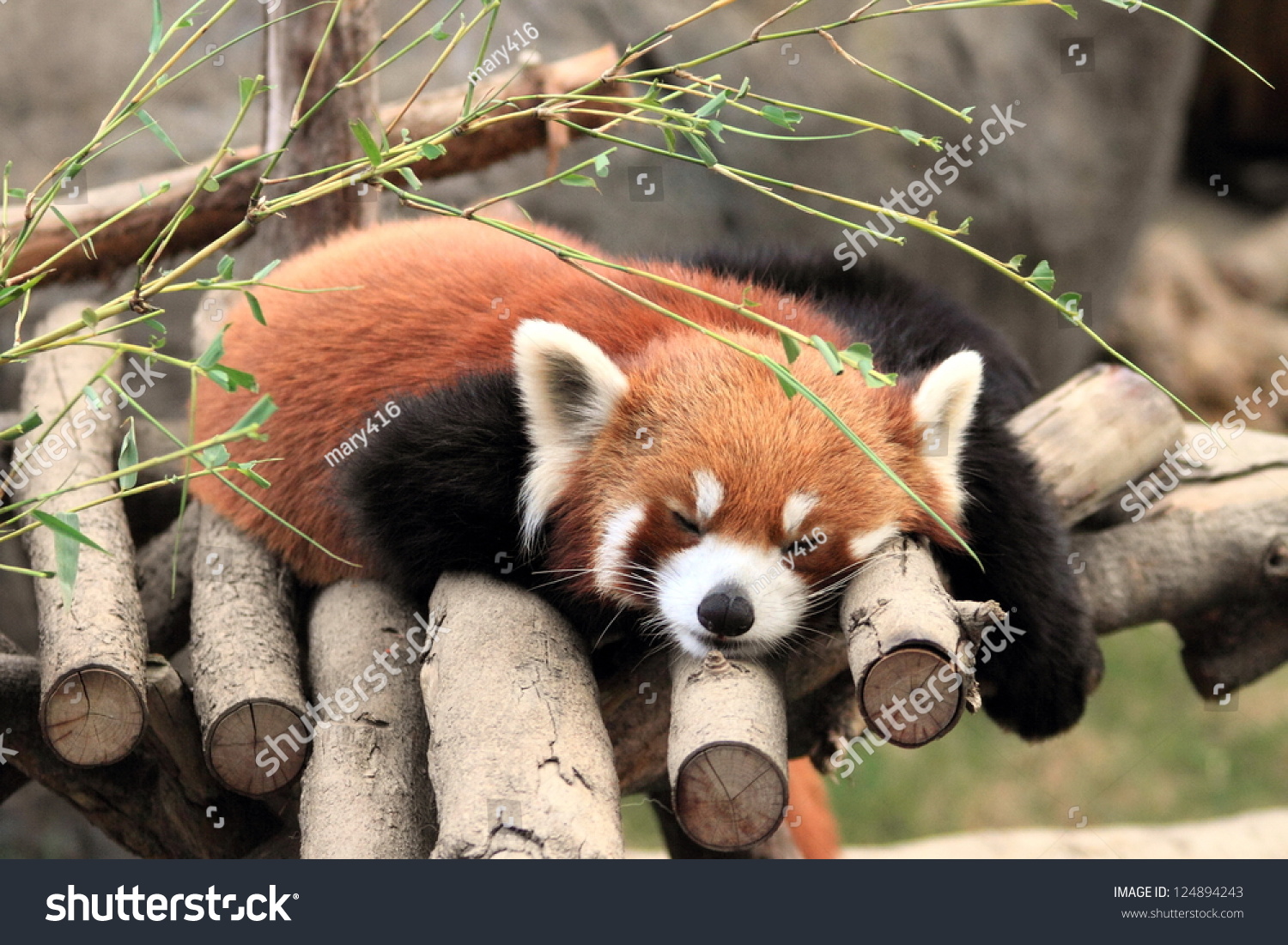 Red Panda, Endangered Animal In Hong Kong Ocean Park Stock Photo