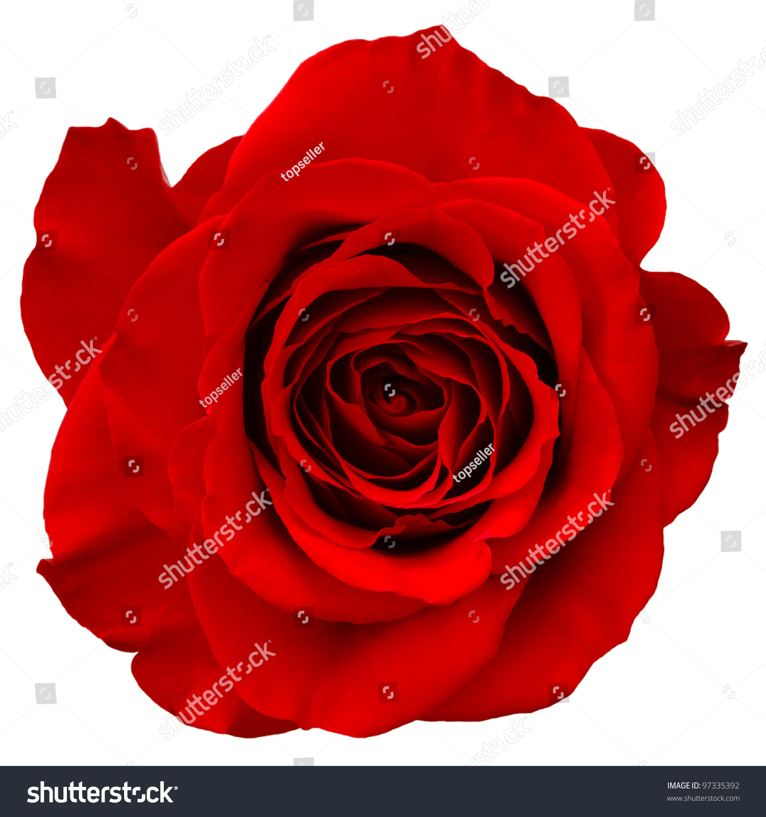 White And Red Rose Name