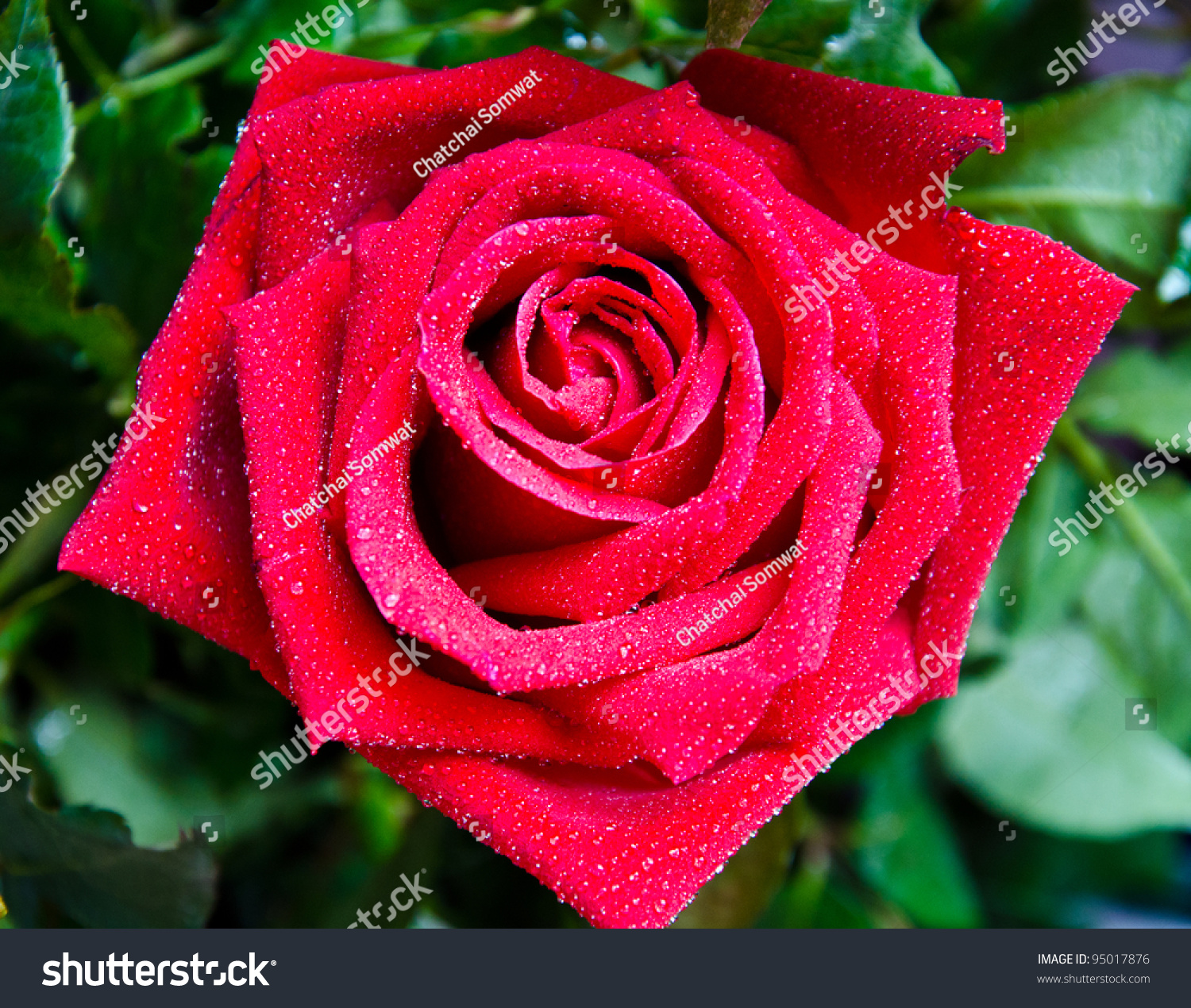 red-roses-mean-love-and-passion-stock-photo-95017876-shutterstock