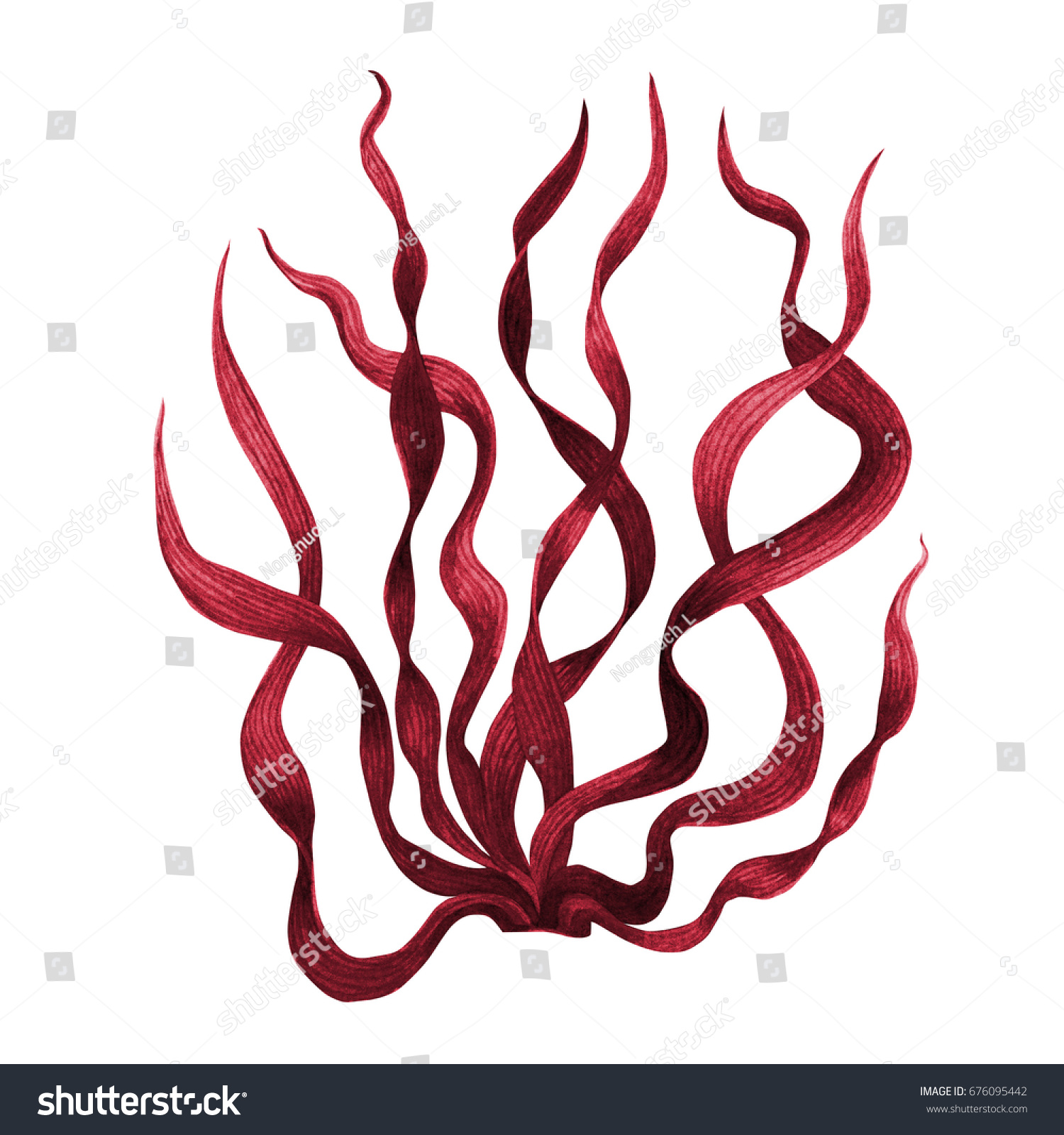 Red Seaweedkelp Algae Ocean Watercolor Hand Stock Illustration