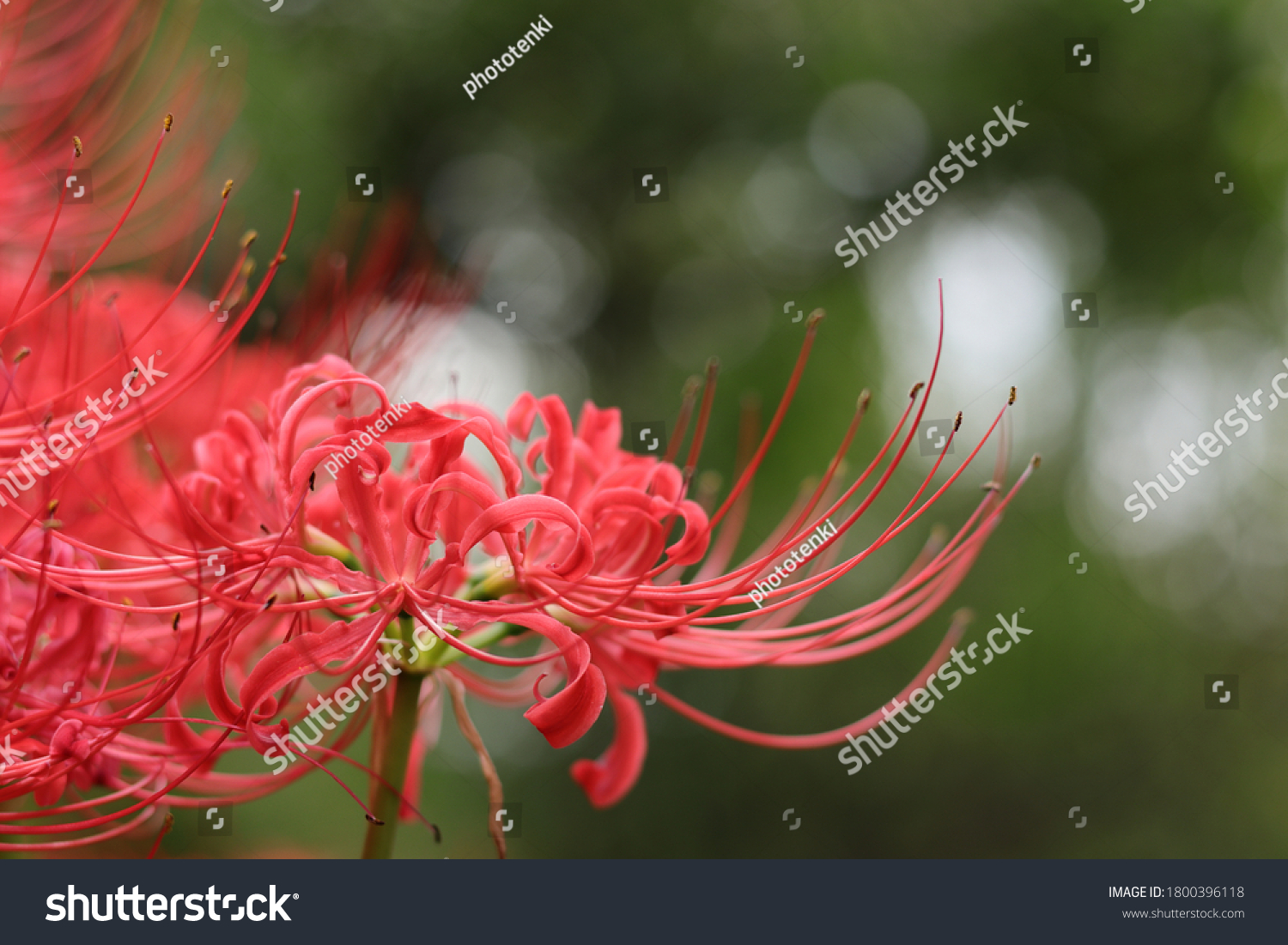 Lirio De Ara A Roja Lycoris Radiata Foto De Stock