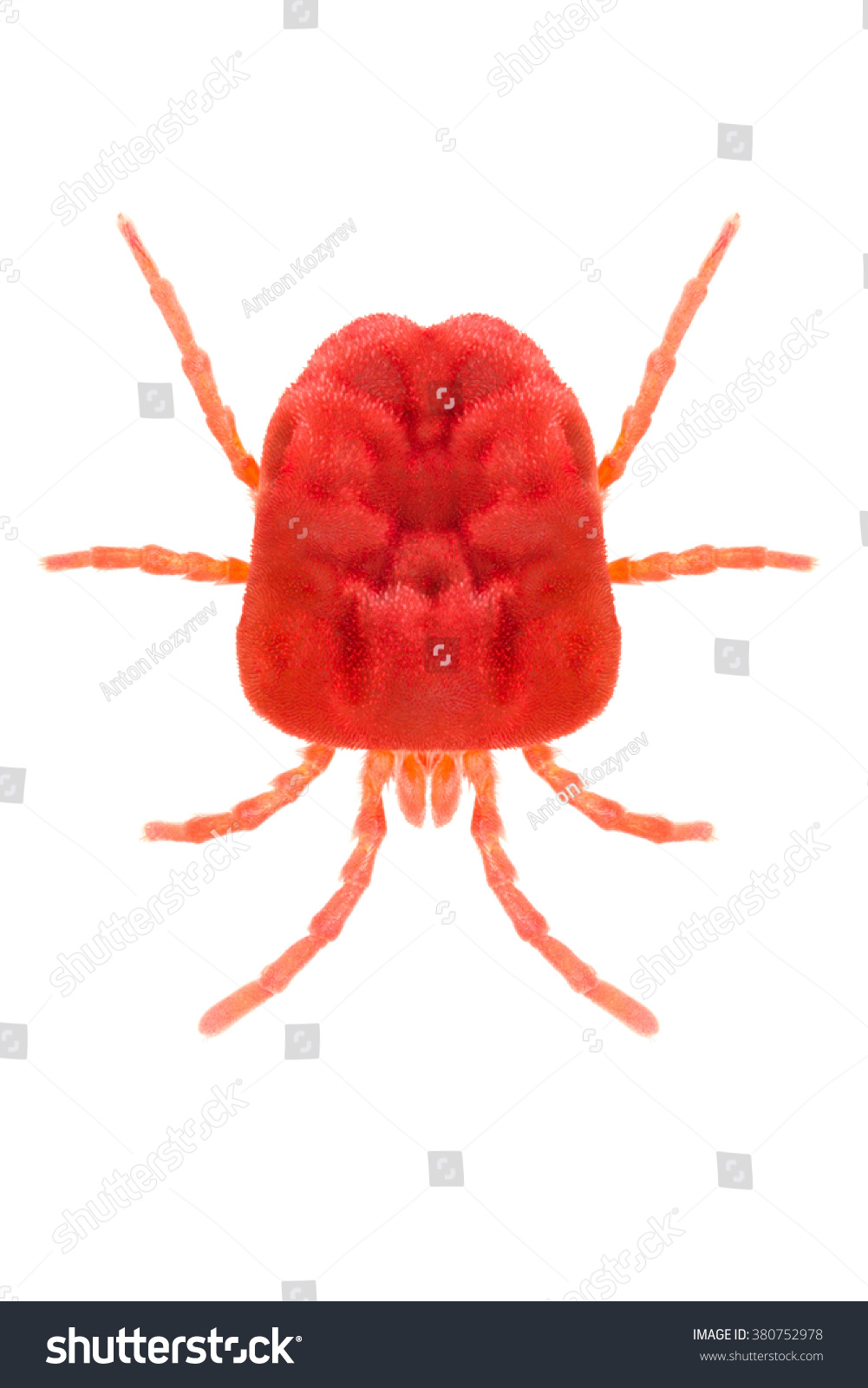 Red Velvet Mite Trombidium Holosericeum Isolated Stock Photo Edit Now