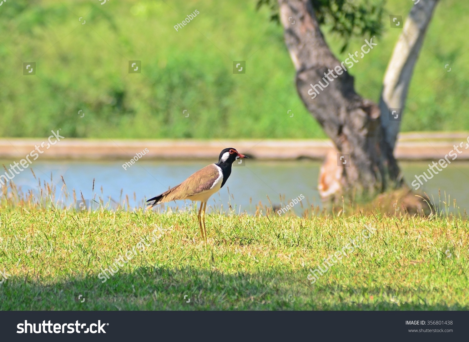 Red-wattled Lapwing bird in park Red-wattled Lapwing bird in park
