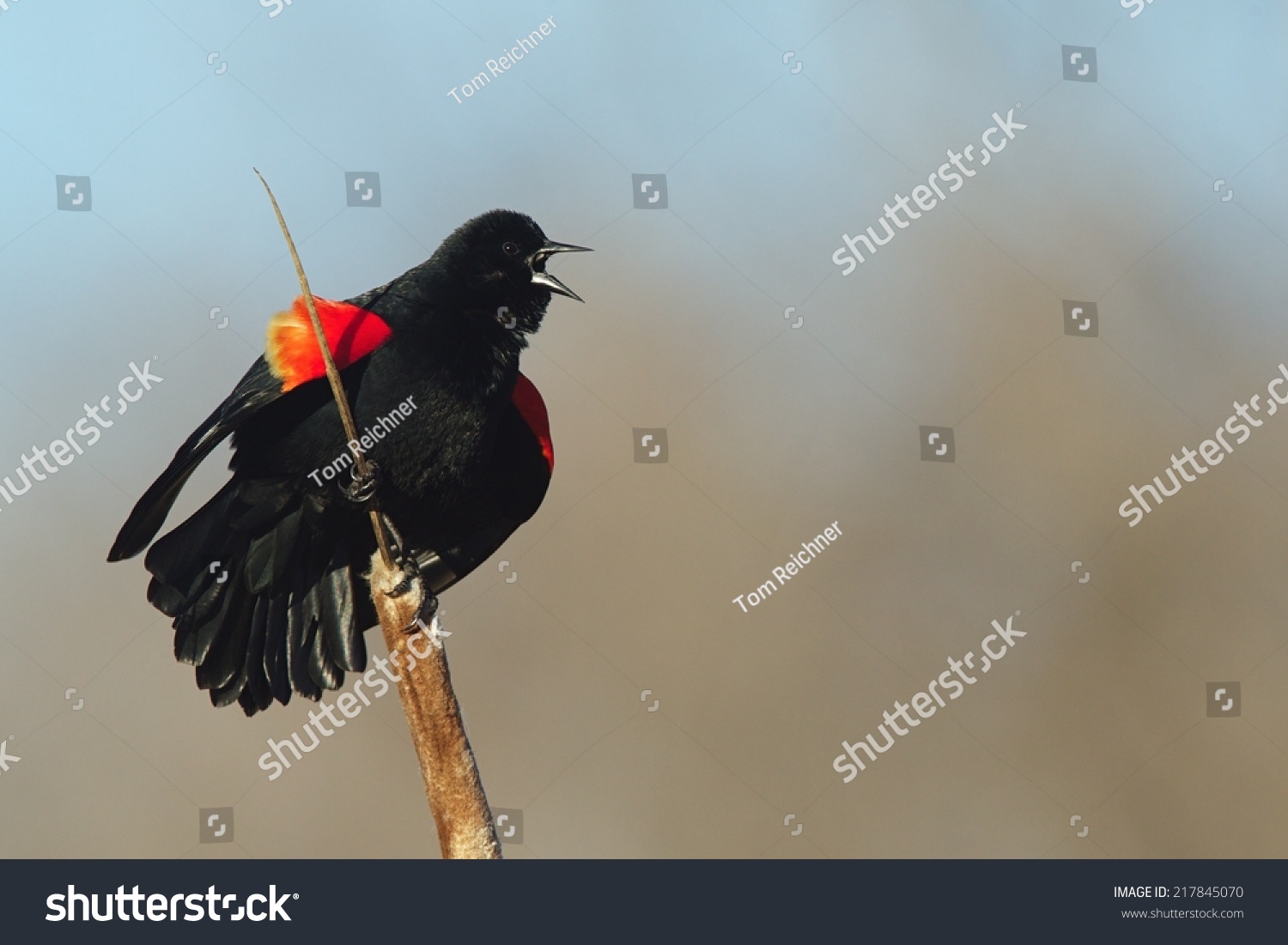 RedWinged Blackbird, Agelaius Phoeniceus Performs Mating Call While