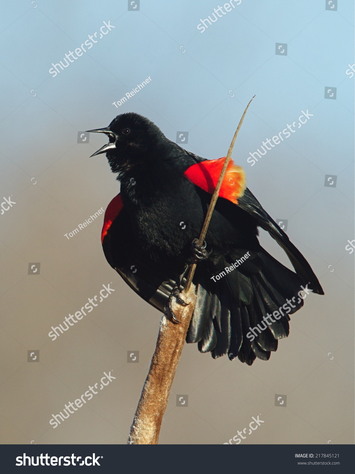 RedWinged Blackbird, Agelaius Phoeniceus Performs Mating Call While