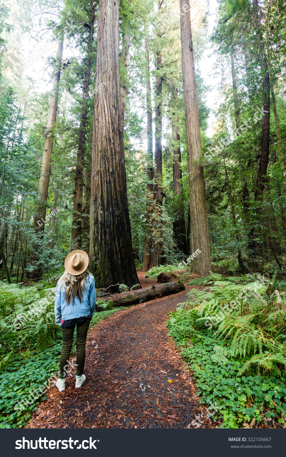 Redwood Giants  A Day Hiker Admiring The Size Of California's Giant 