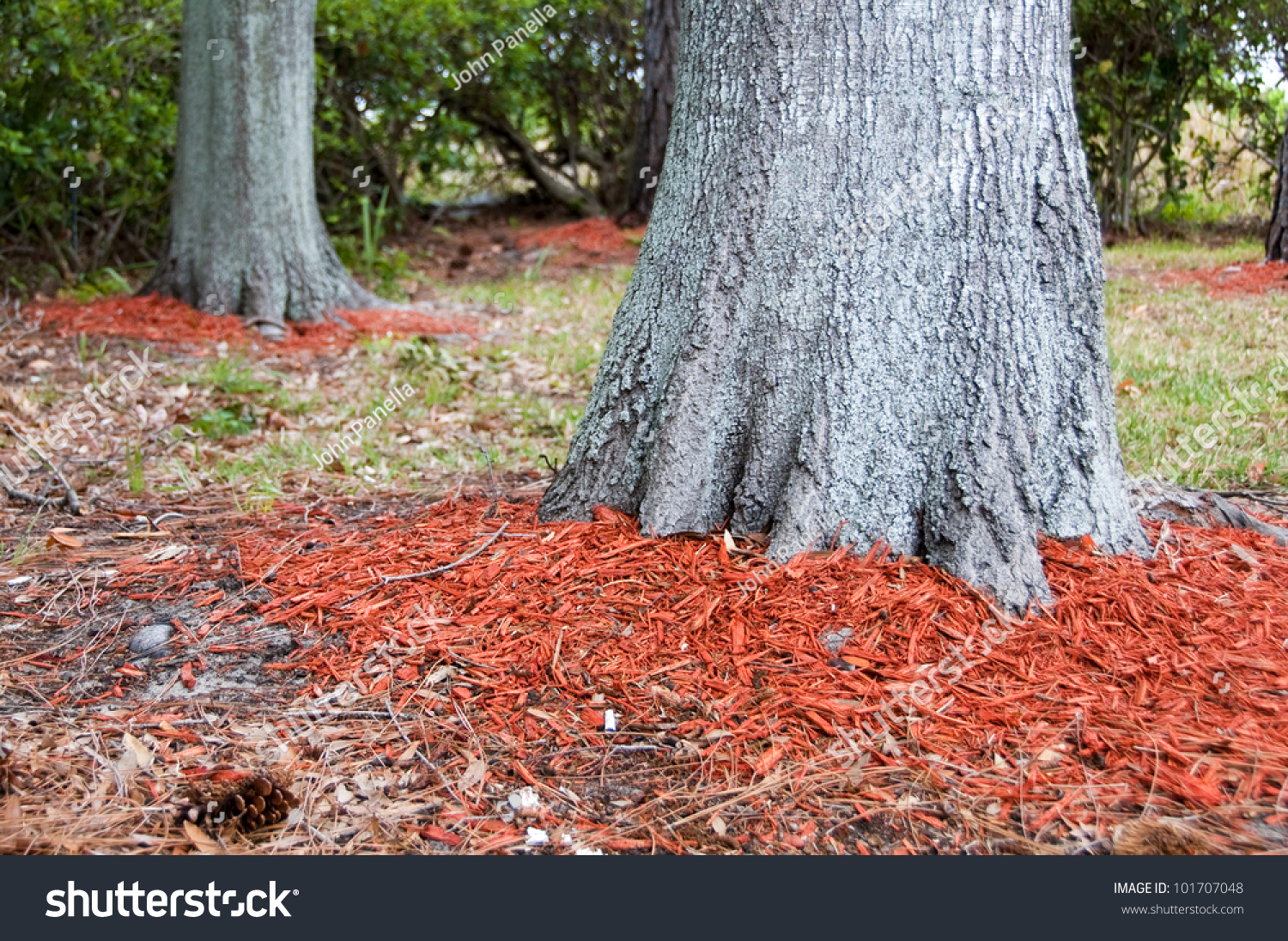 Redwood Mulch Around The Base Of Oak Trees To Help Hold In Moisture