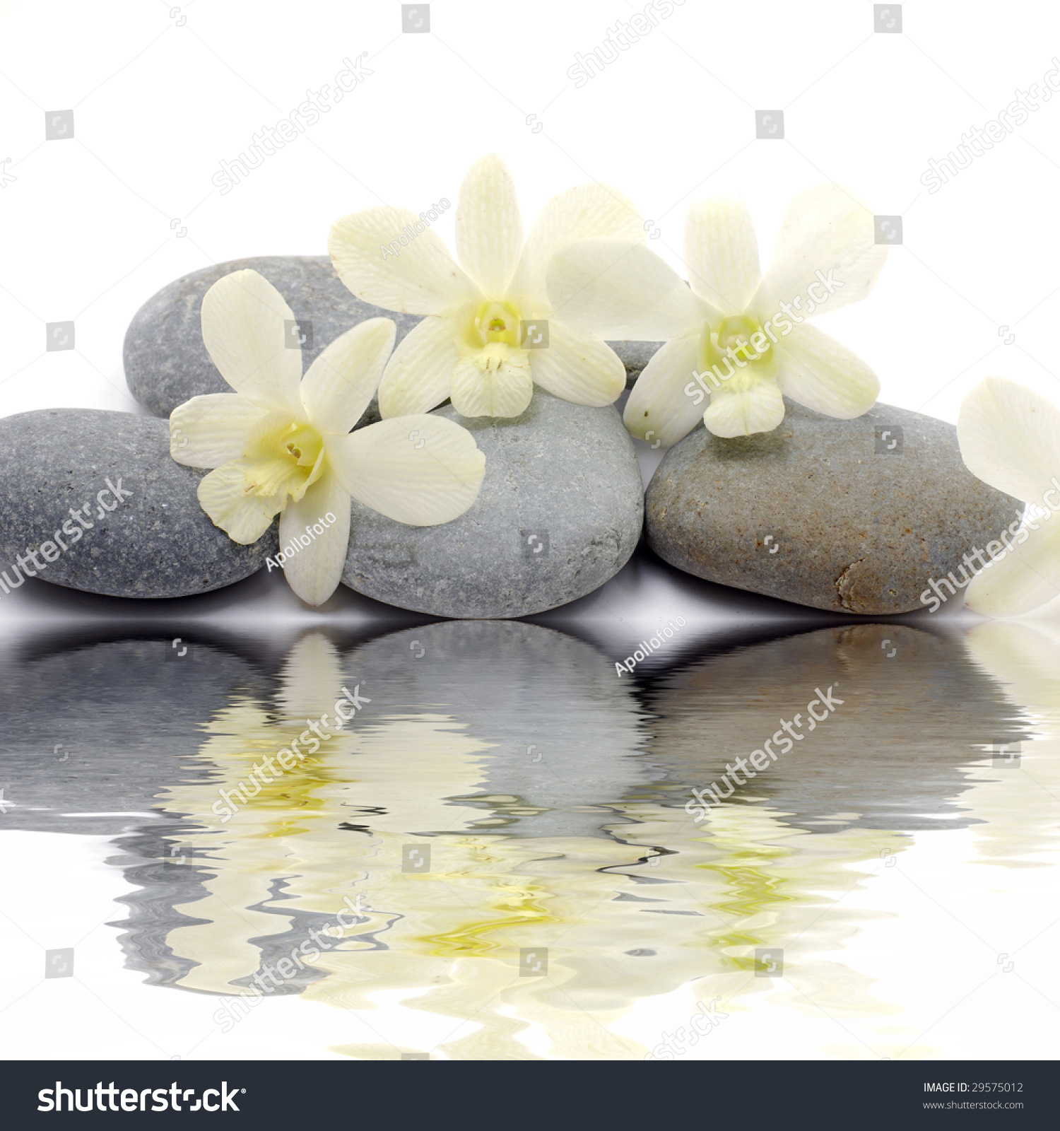 Reflection Of White Orchid With Zen Stones Stock Photo Reflection Of White Orchid With Zen Stones Stock Photo