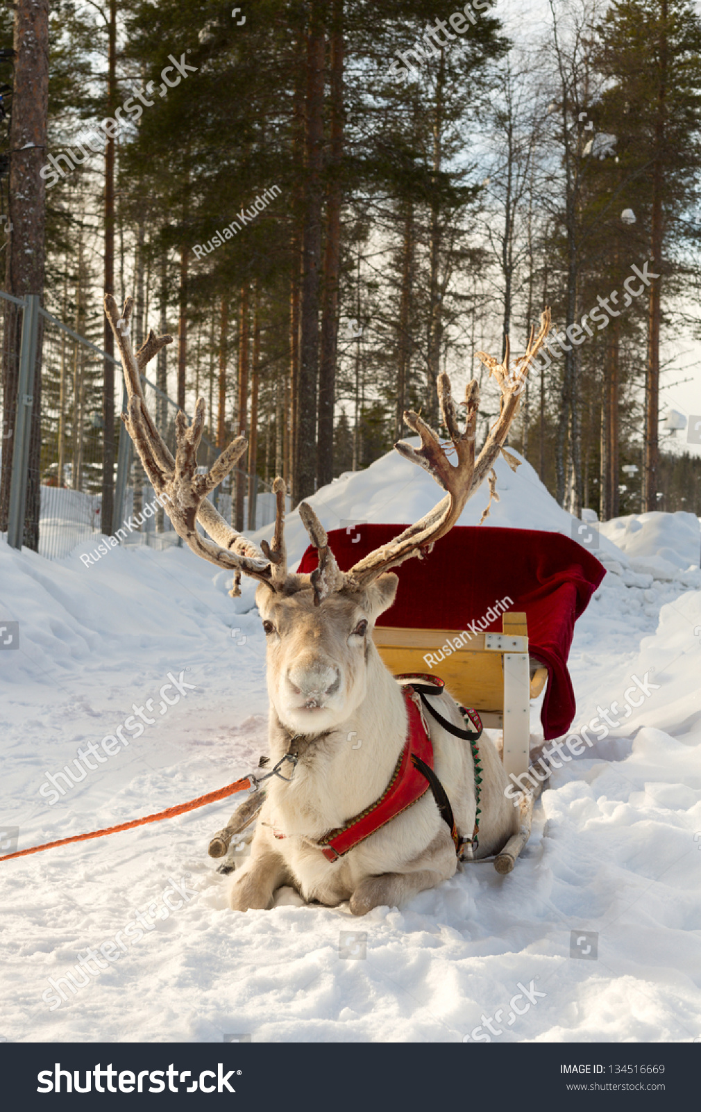 http://image.shutterstock.com/z/stock-photo-reindeer-harnessed-to-a-sled-134516669.jpg