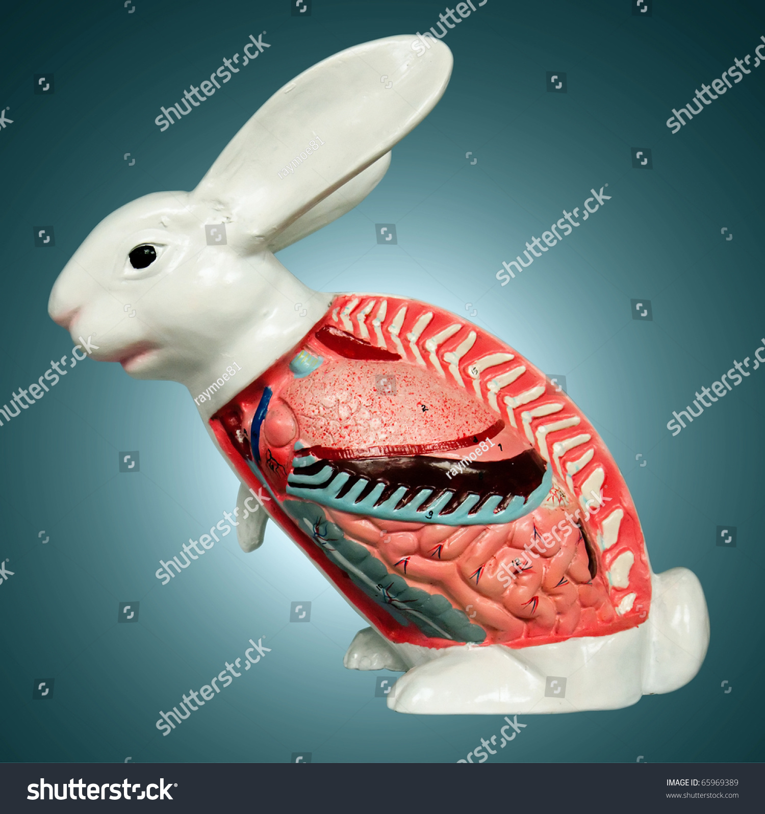 Rabbit Internal Organs Anatomystuff Youtube 6606