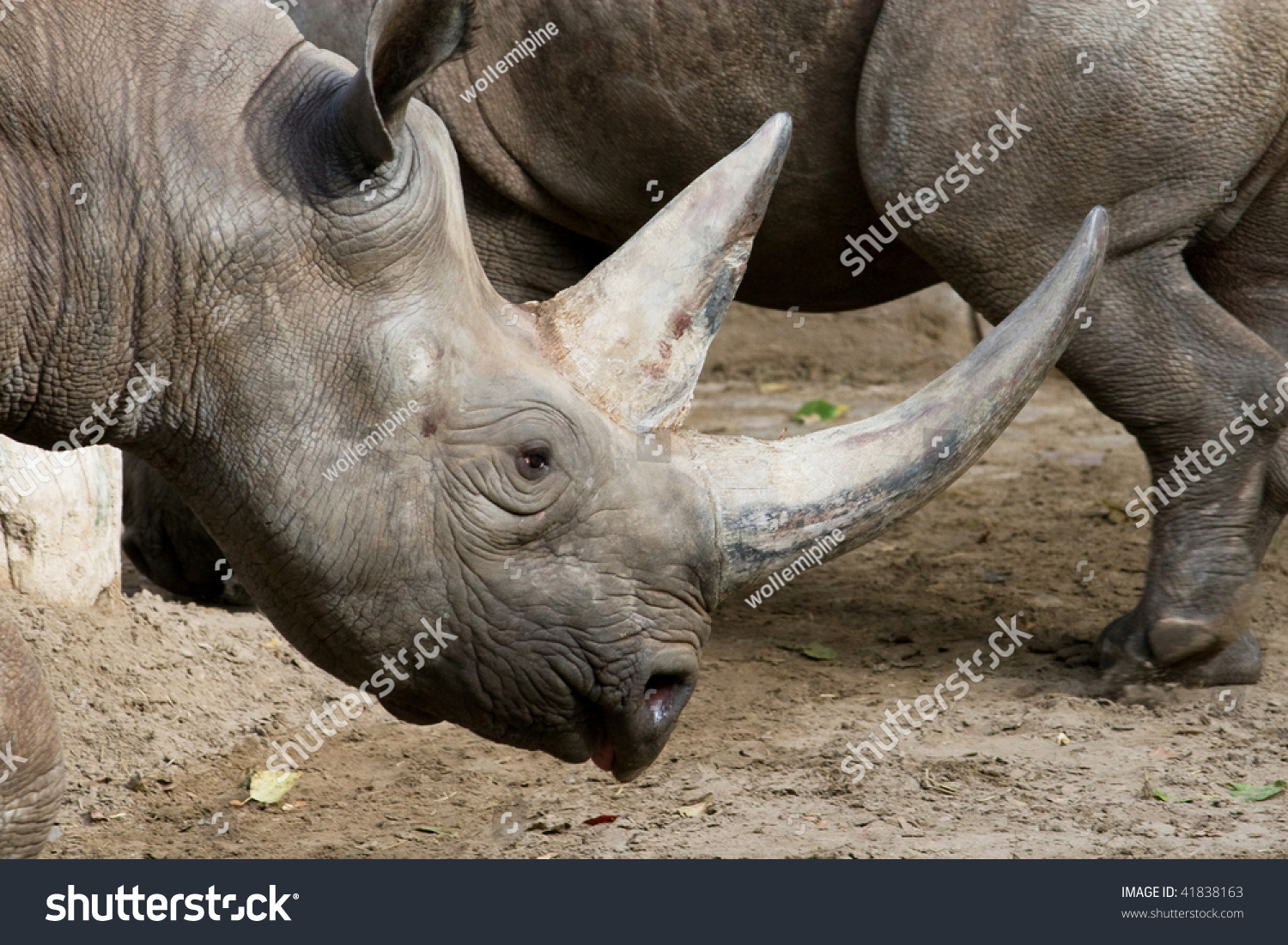 Rhino Attack Rhinoceros Stock Photo 41838163 : Shutterstock