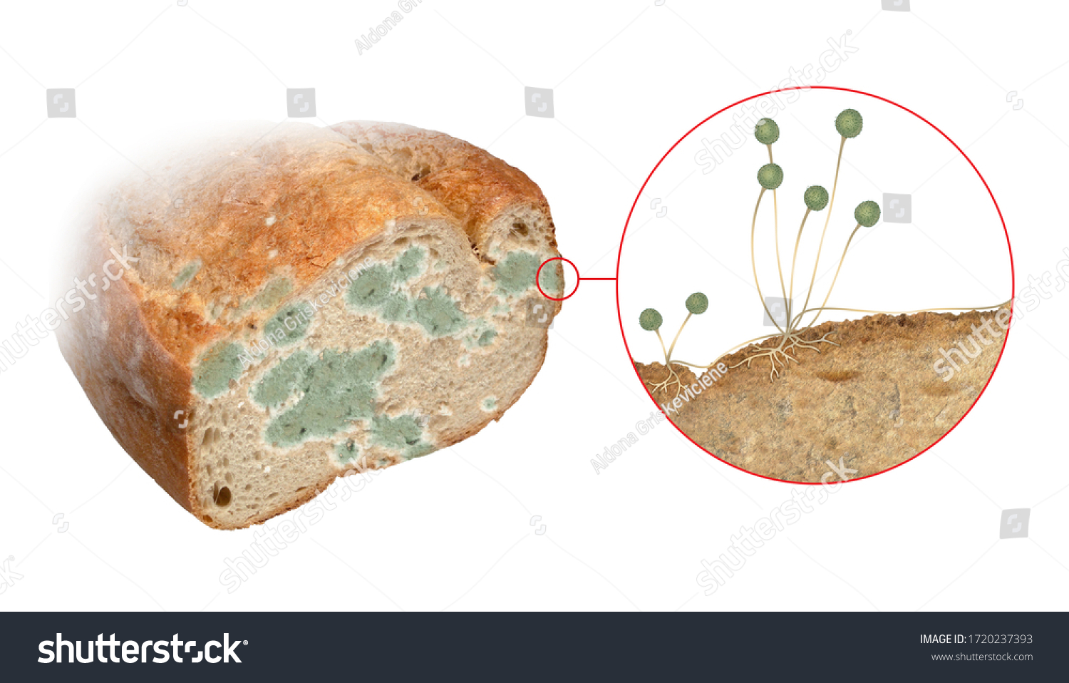 Rhizopus Stolonifer Black Bread Mold One Stock Illustration