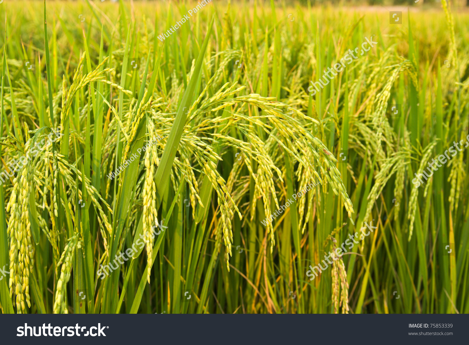 Rice Plant Rice Field Stock Photo 75853339 Shutterstock