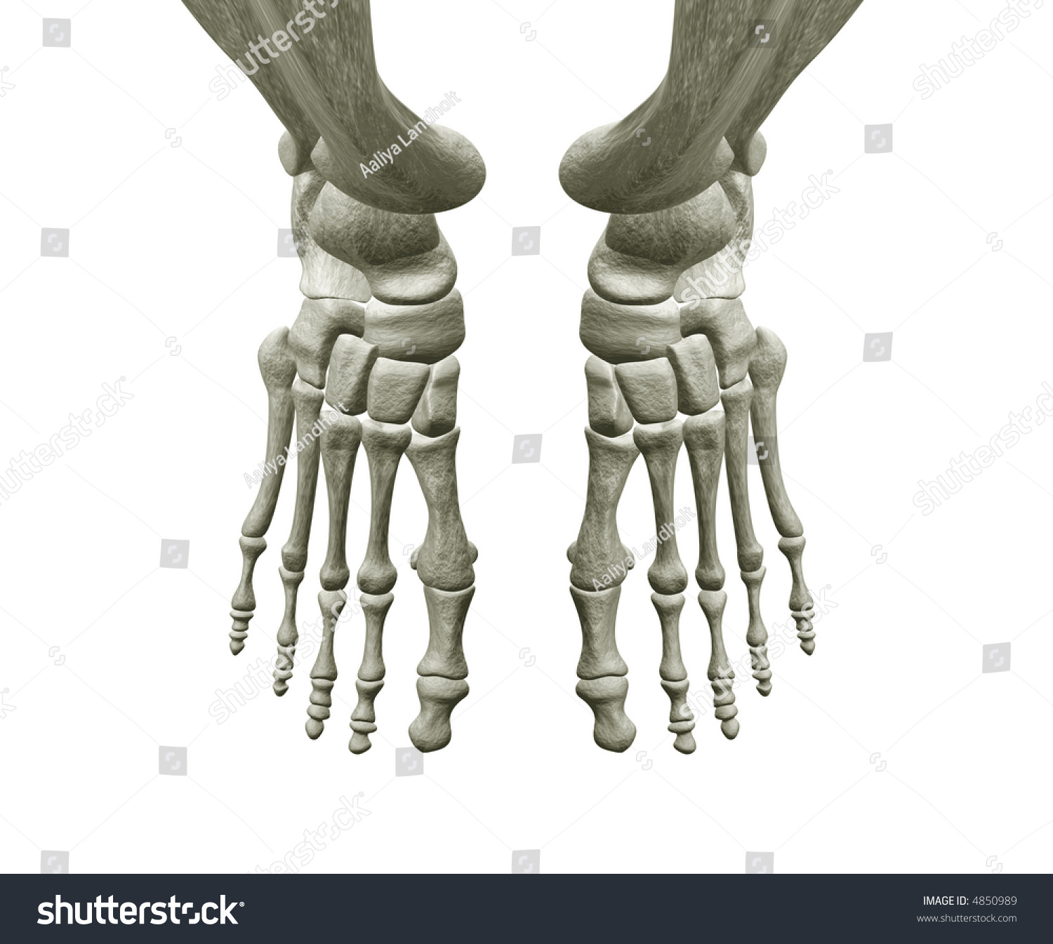 Right And Left Foot Bones Stock Photo 4850989 : Shutterstock