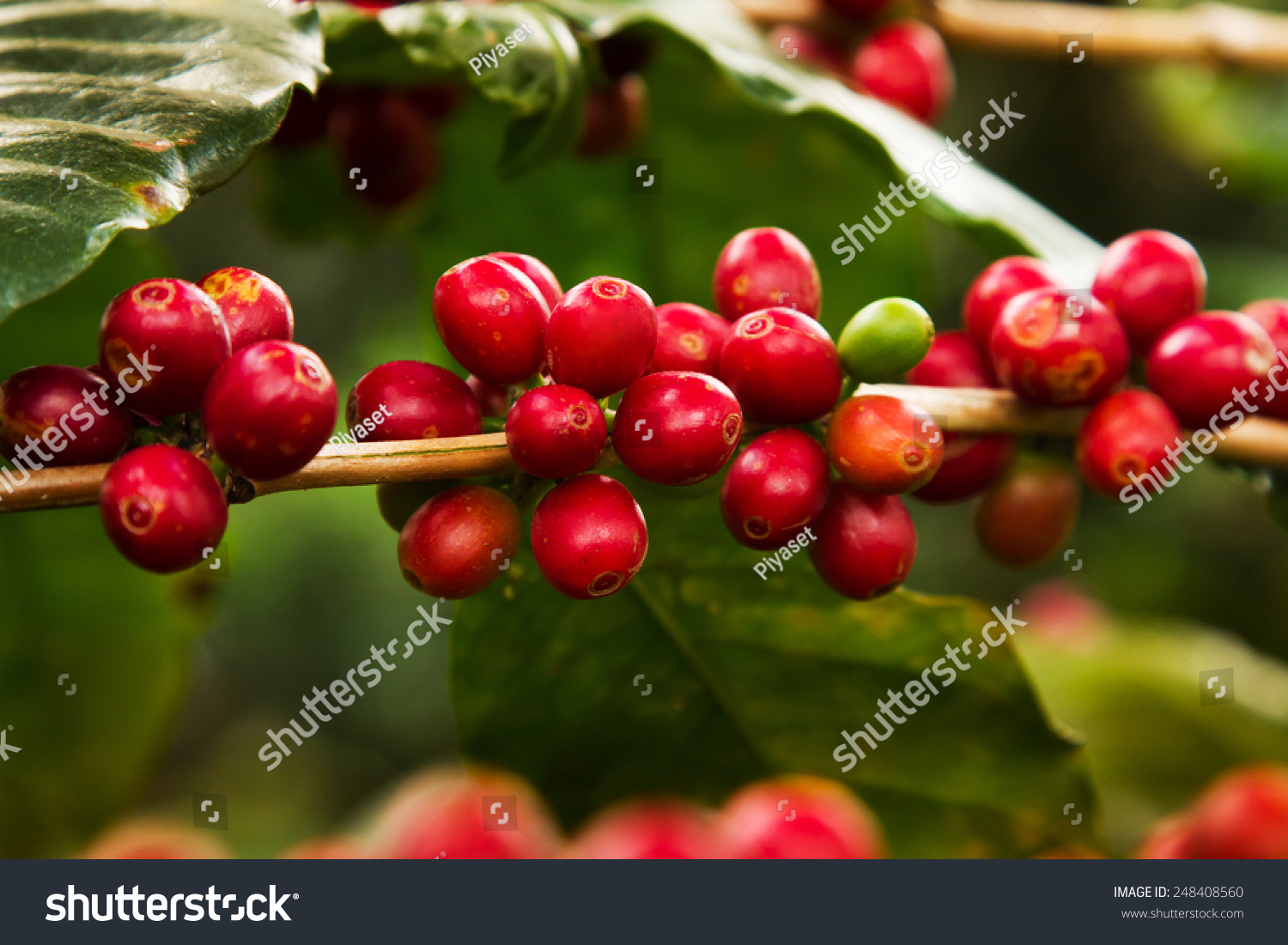 ripe-coffee-beans-on-tree-stock-photo-248408560-shutterstock