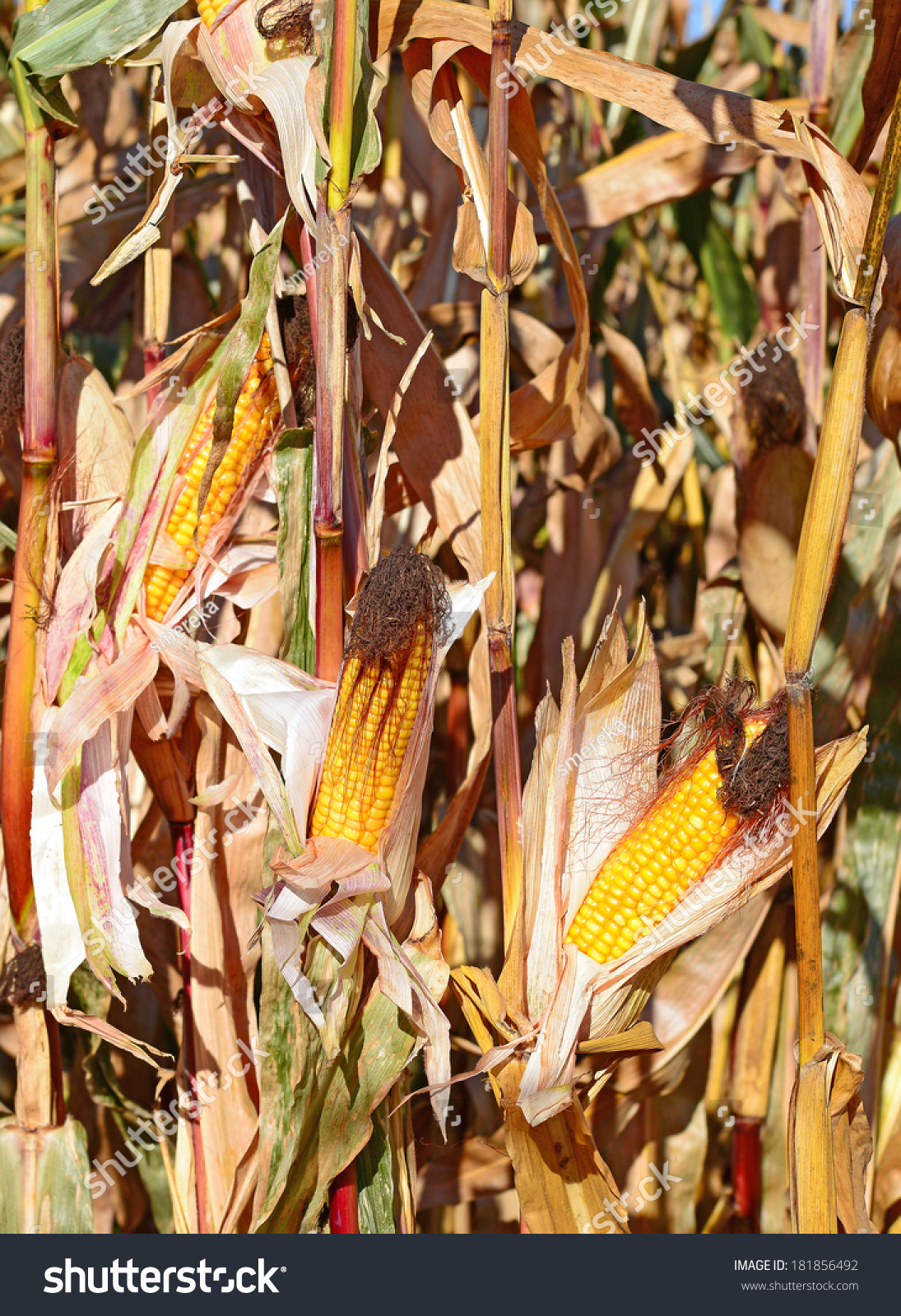 Ripe corn Ripe corn