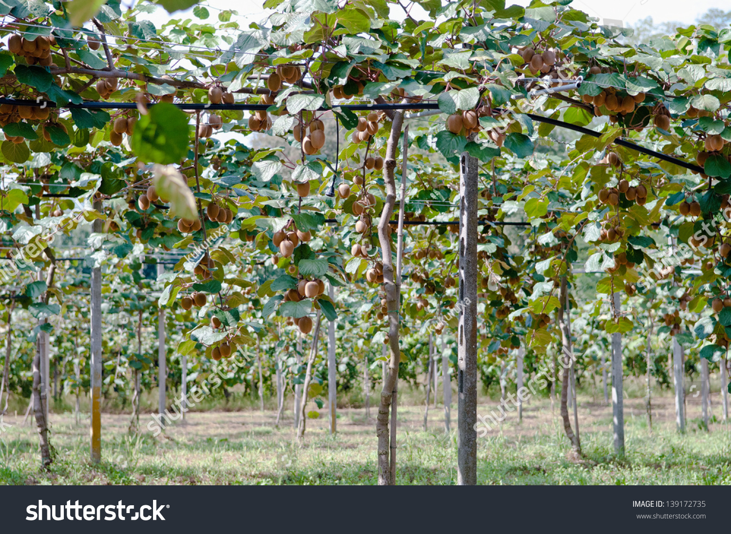 Ripe Fruits Of Kiwi Plant - Organic Cultivation In Italian Orchard Of ...