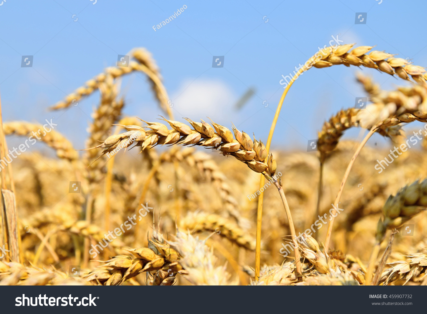 Ripe Golden Wheat Ears Ready Threshing Stock Photo Shutterstock