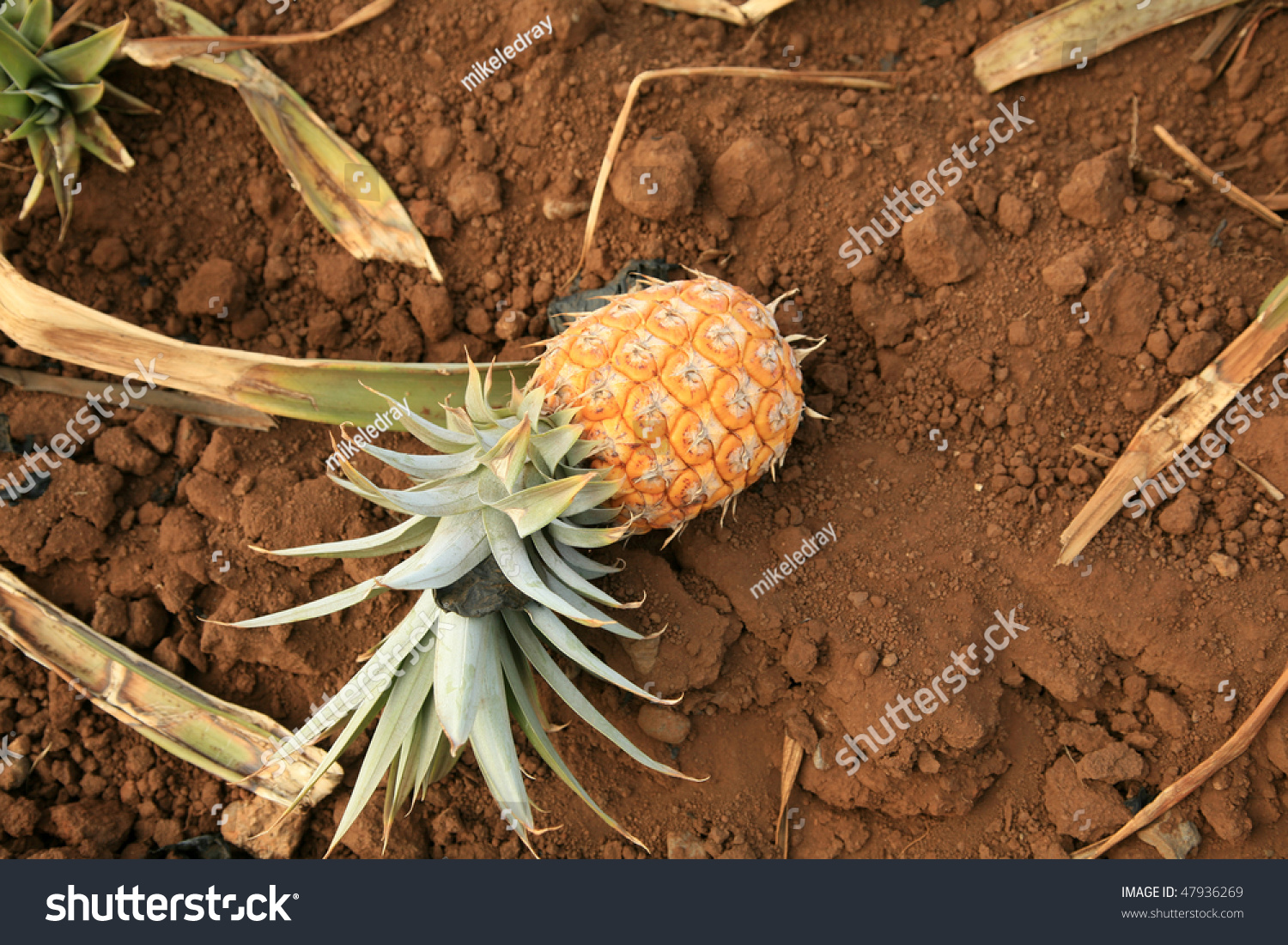 Ripe Pineapple Lays On The Ground After Harvesting A Pineapple Field