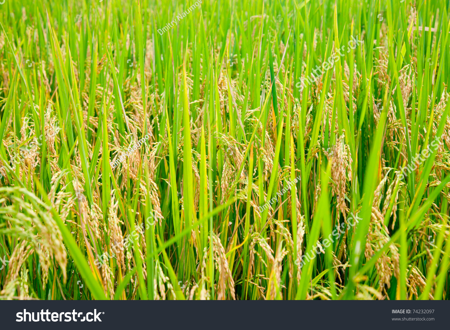 Close Up Rice Paddy Field Stock Photo Image Of Grow   202154232