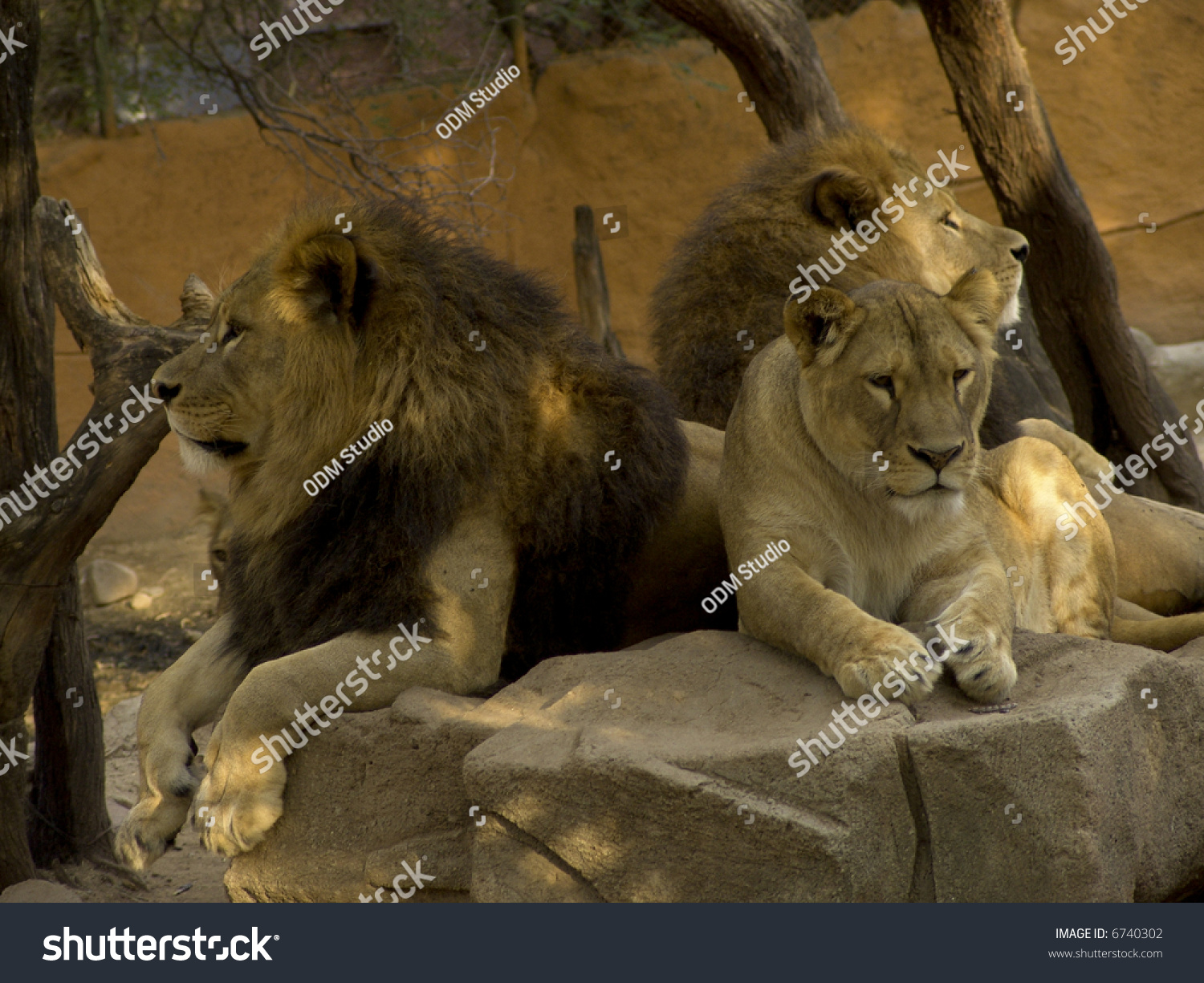 Roar Lion Big Lion Roaring In Cage Fem Lioness A