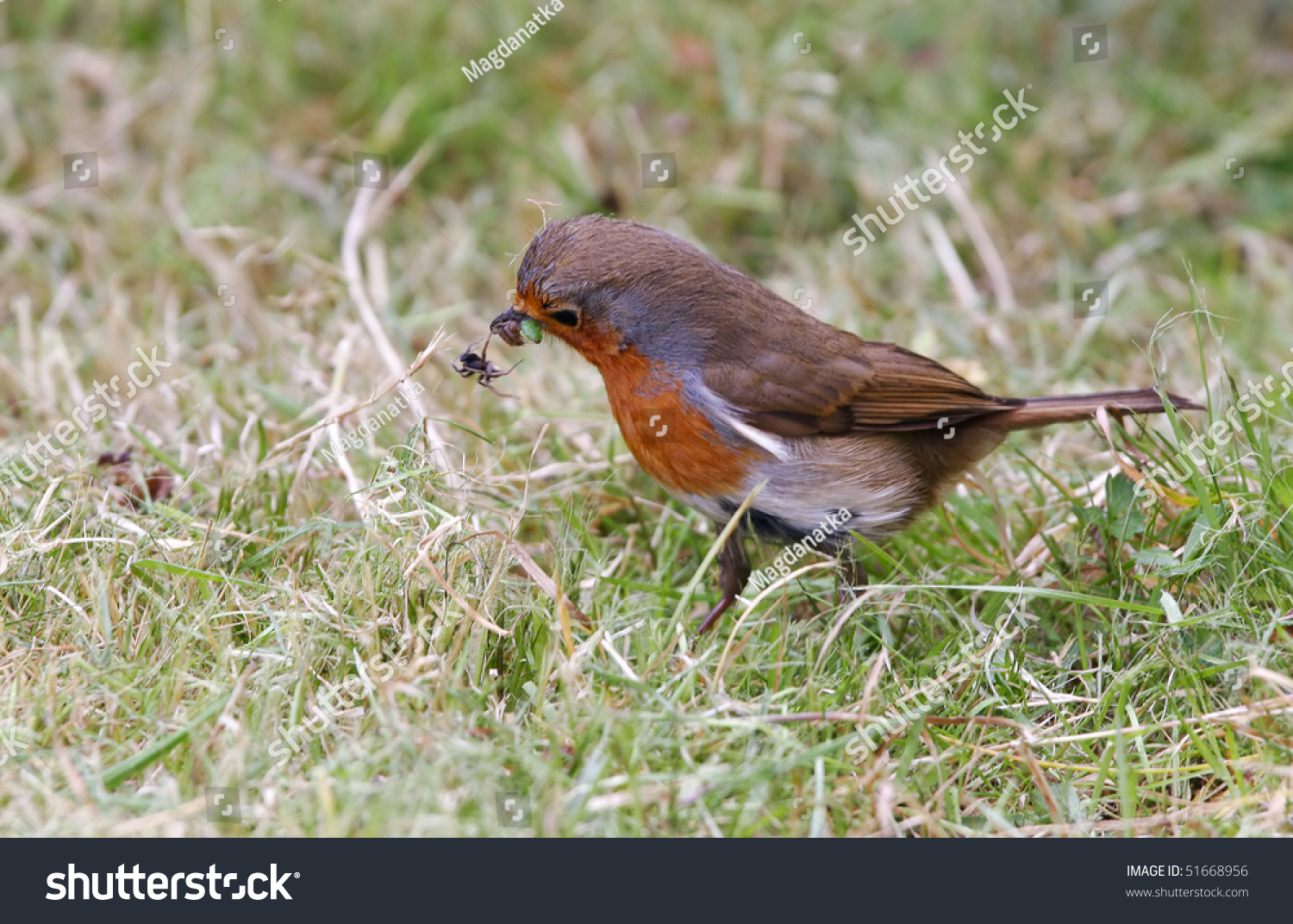 Robin Catching Worms Stock Photo 51668956 Shutterstock