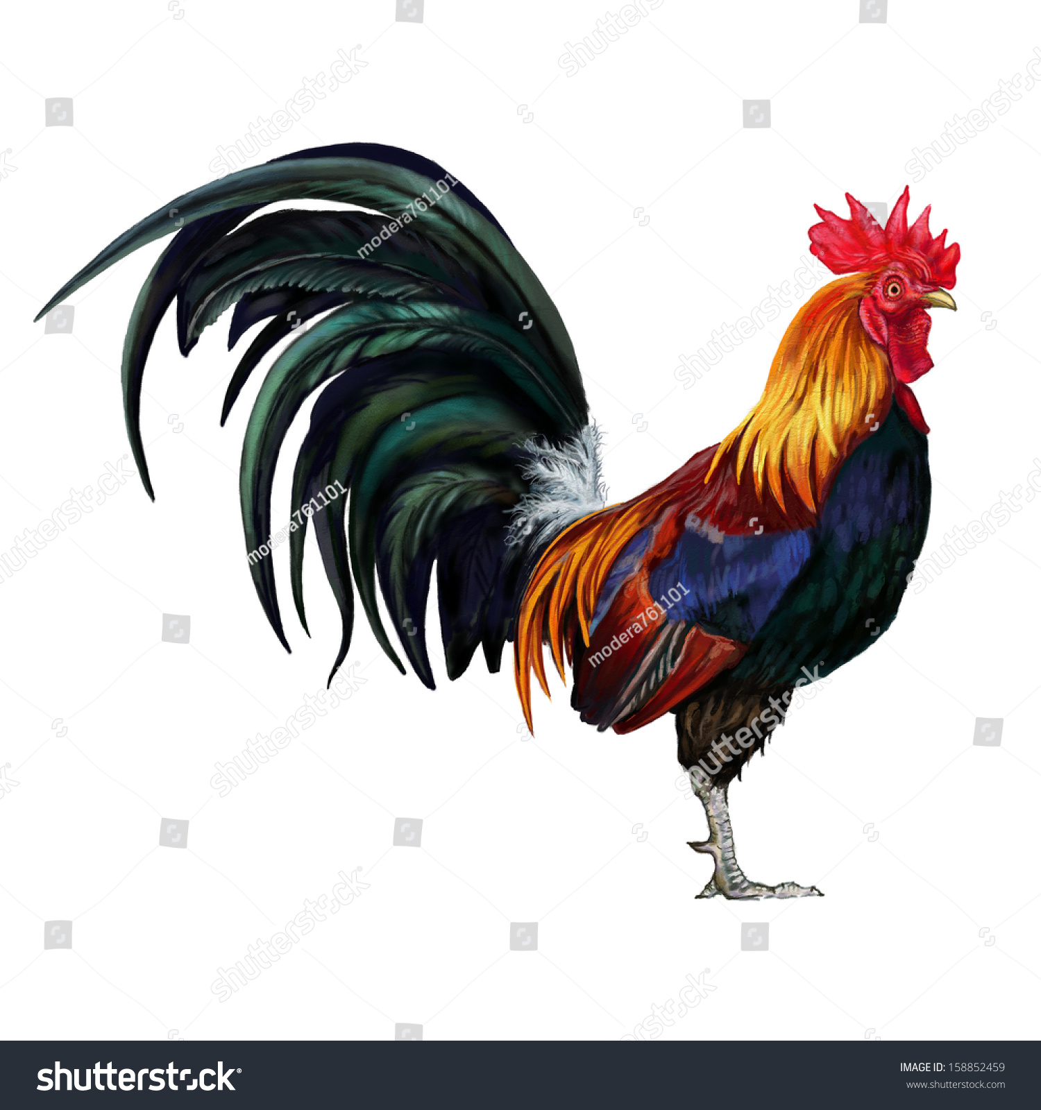 Roosters Cock 117