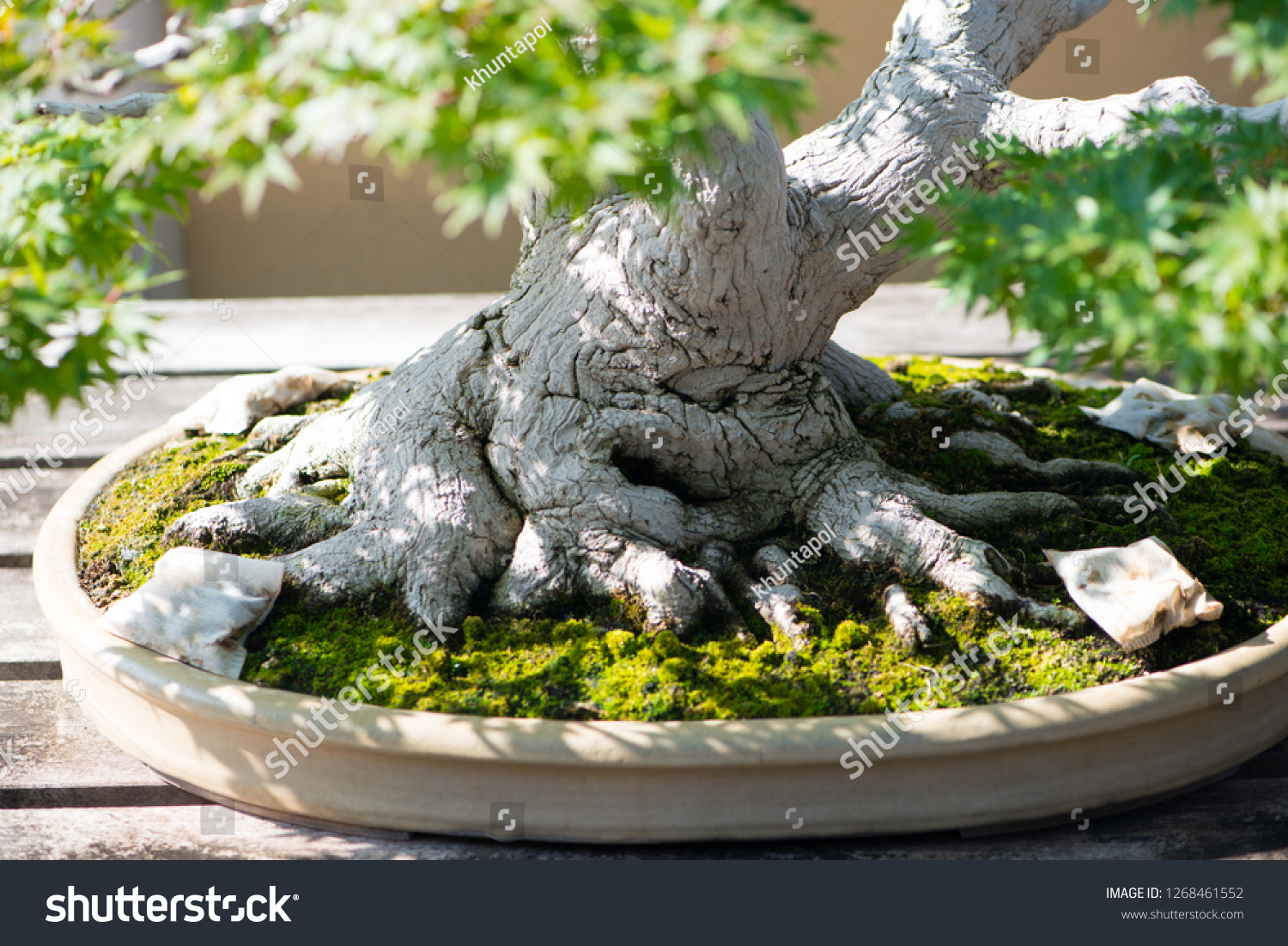 Root Japanese Bonsai Tree Omiya Bonsai Stock Photo 1268461552