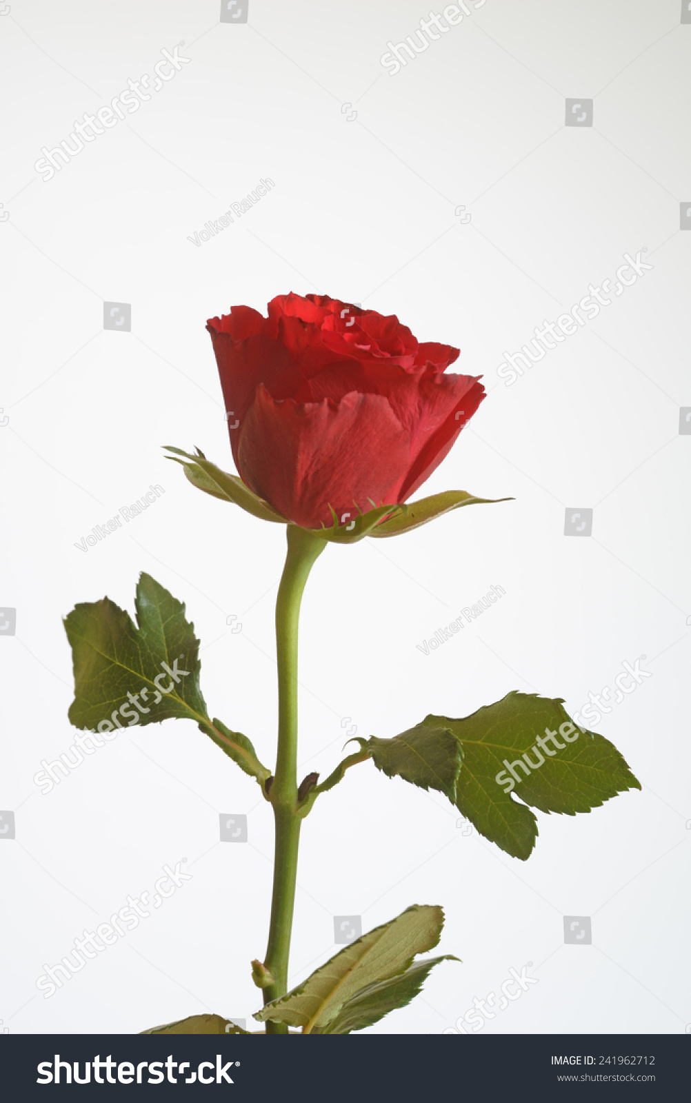 Rose Rose